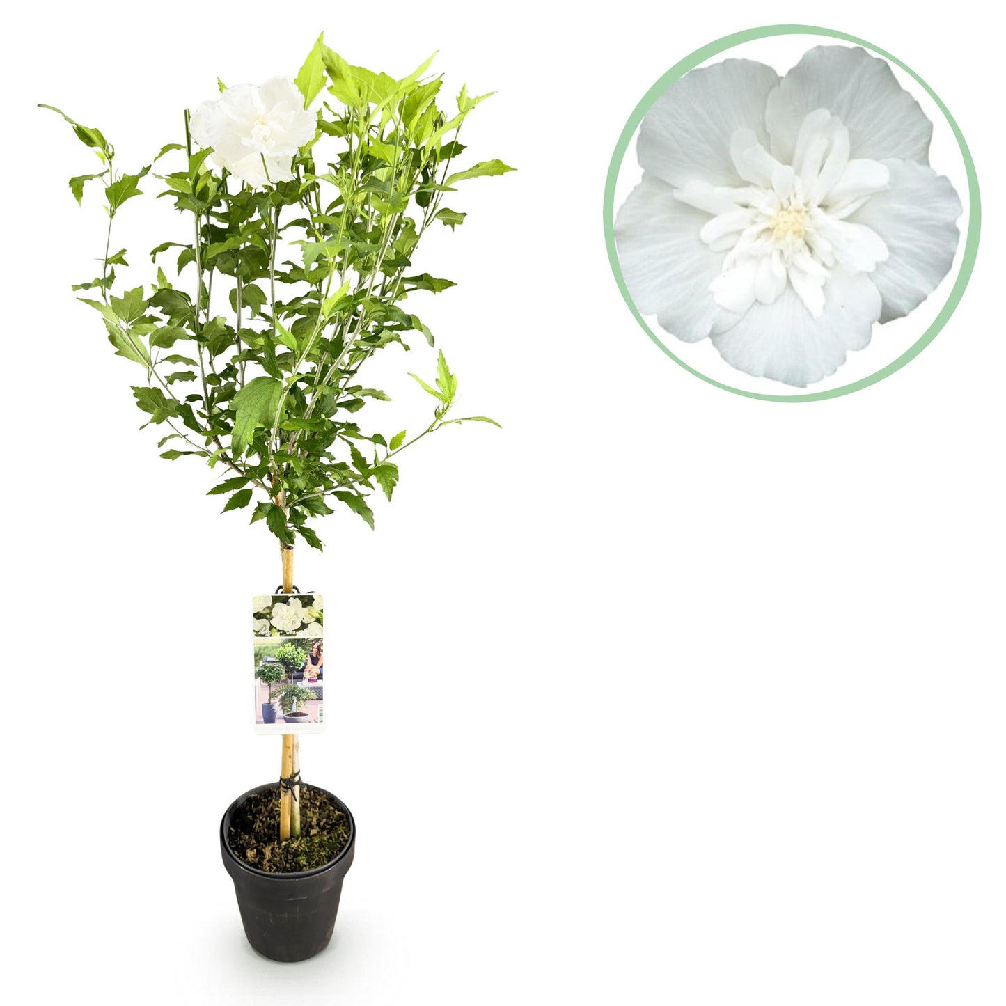 Green boutiQ - Tuinplant - Hibiscus syriacus White Chiffon® - Plant op stam - Terras Plant - Bladverliezend - Weinig Onderhoud - Pot 19cm Hoogte 90cm