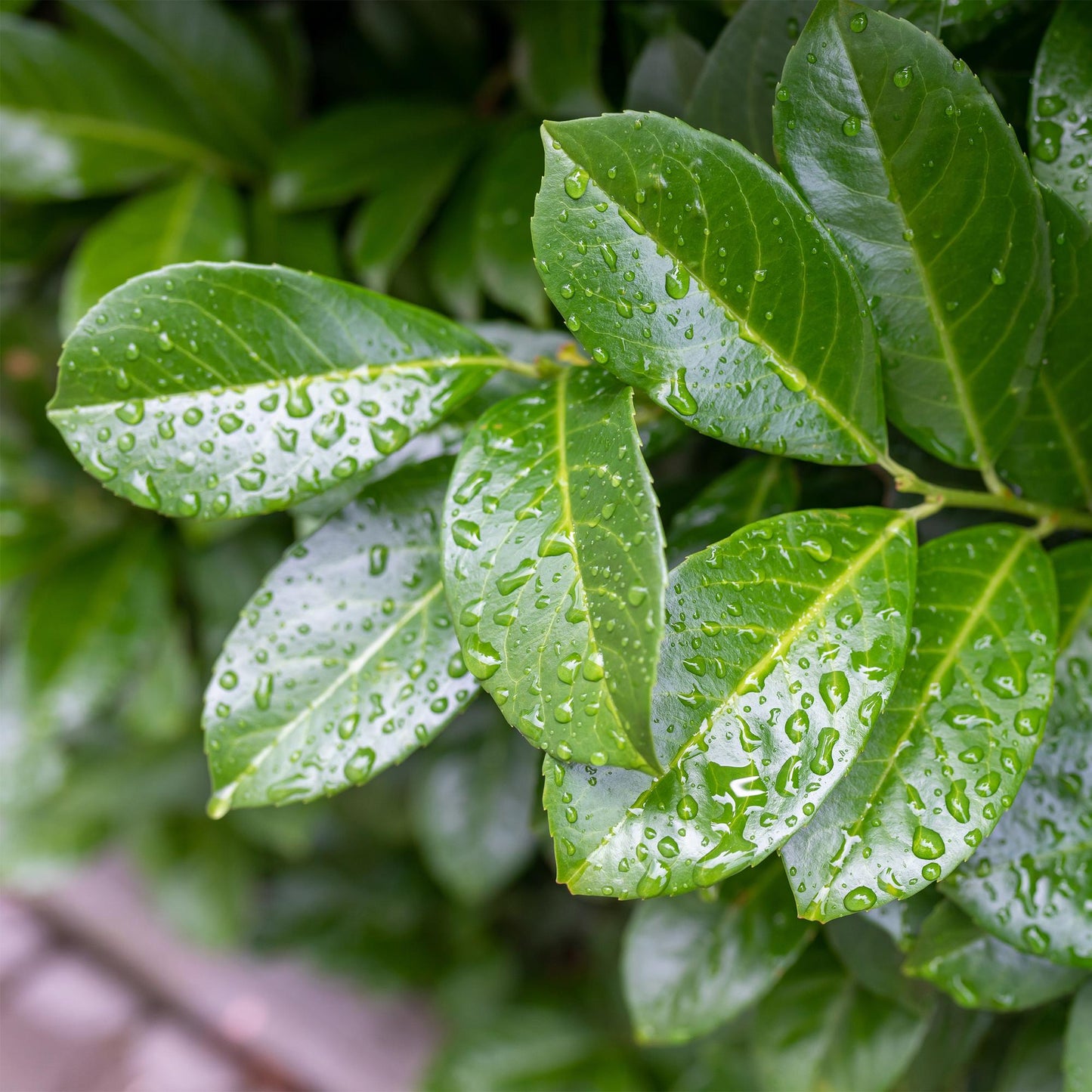 Green boutiQ - Tuinplant - Prunus lauroverasus Etna® - Plant op stam - Terras Plant - Bladhoudend - Weinig Onderhoud - Pot 19cm Hoogte 90cm