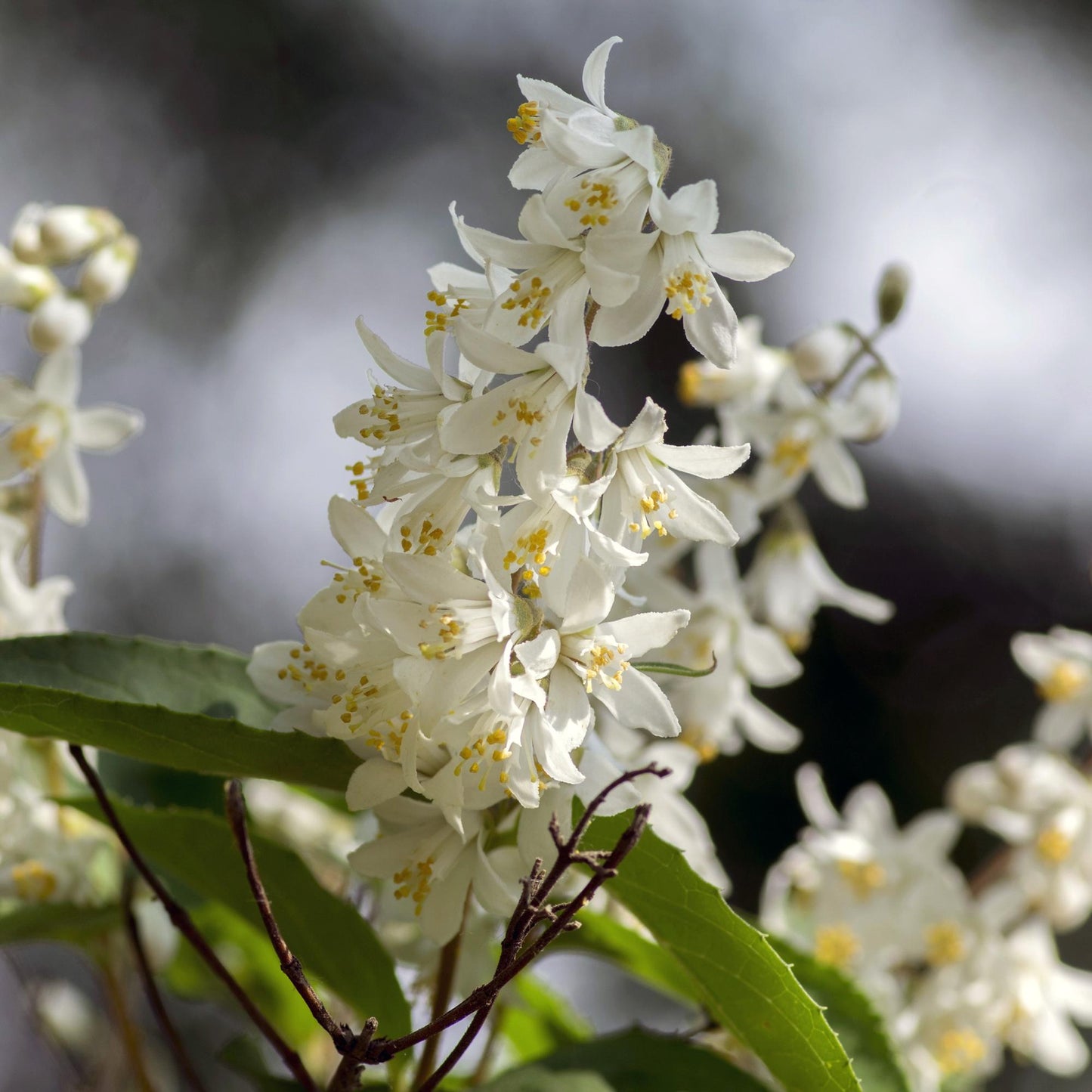 Green boutiQ - Heesters - Deutzia Gracilis - Bloem Wit - 1 Plant - Bladverliezend - Weinig Onderhoud - Pot 17cm Hoogte 45cm