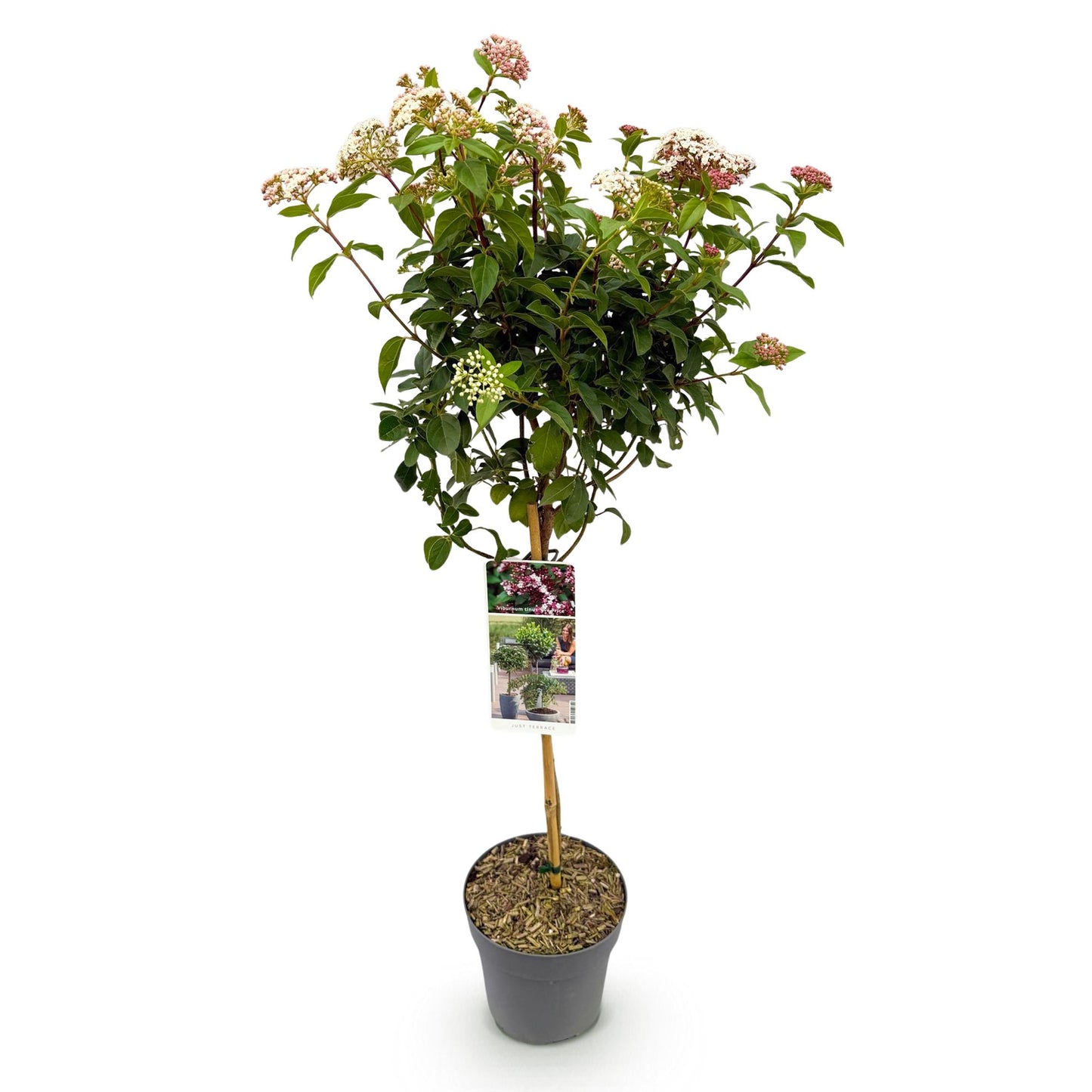 Green boutiQ - Tuinplant - Viburnum tinus Eve Price - Plant op stam - Terras Plant - Bladhoudend - Weinig Onderhoud - Pot 19cm Hoogte 90cm
