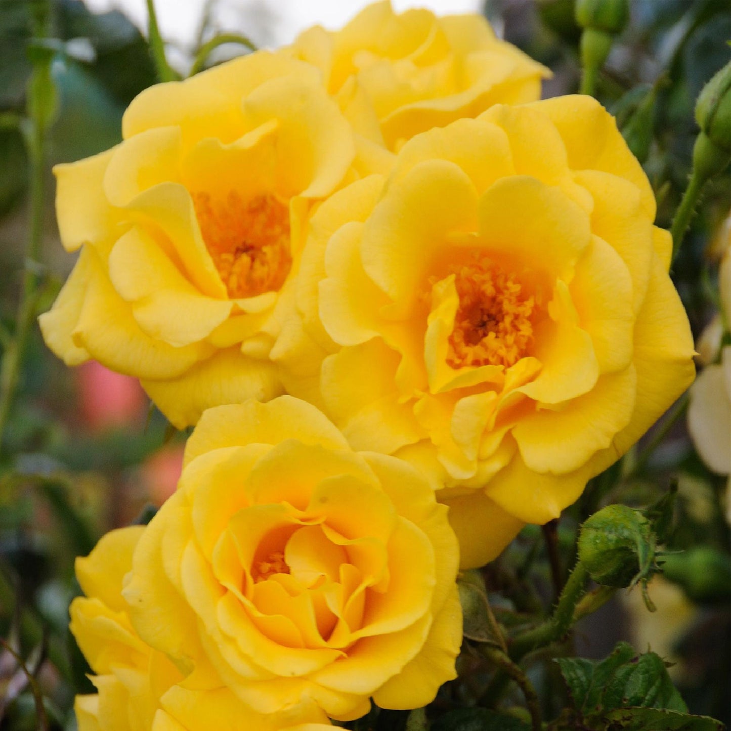 Green boutiQ - Klimroos - Rosa Spring Queen -Bloem Geel - Weinig onderhoud - 2 planten - Pot 11cm Hoogte 40cm