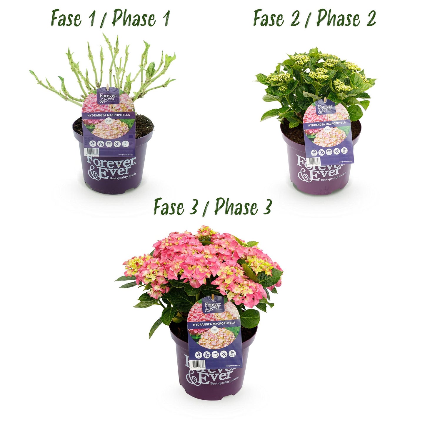 Green boutiQ - Terrasplant - Hortensia - Hydrangea Forever & Ever - Roze - 7-12 Bloemen - 2 Planten - Pot 23cm Hoogte 55cm