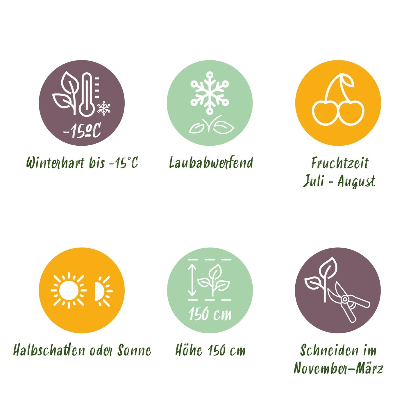 Green boutiQ - Fruitplant - Bosbes - Vaccinium corymbosum Goldtraube - Blauwe bes - Doornloos - 2 planten - Pot 11cm Hoogte 40cm