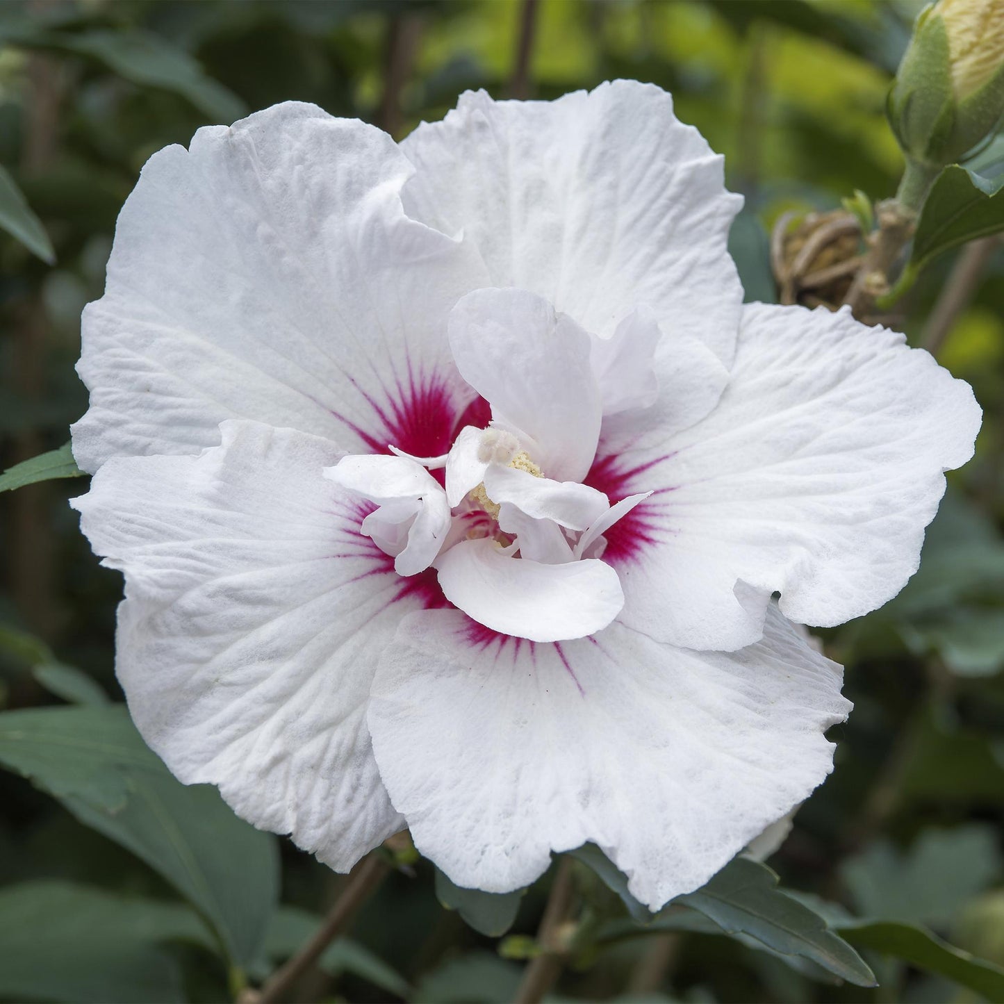 Green boutiQ - Tuinplant - Hibiscus syriacus Starburst Chiffon® - Plant op stam - Terras Plant - Bladverliezend - Weinig Onderhoud - Pot 19cm Hoogte 90cm