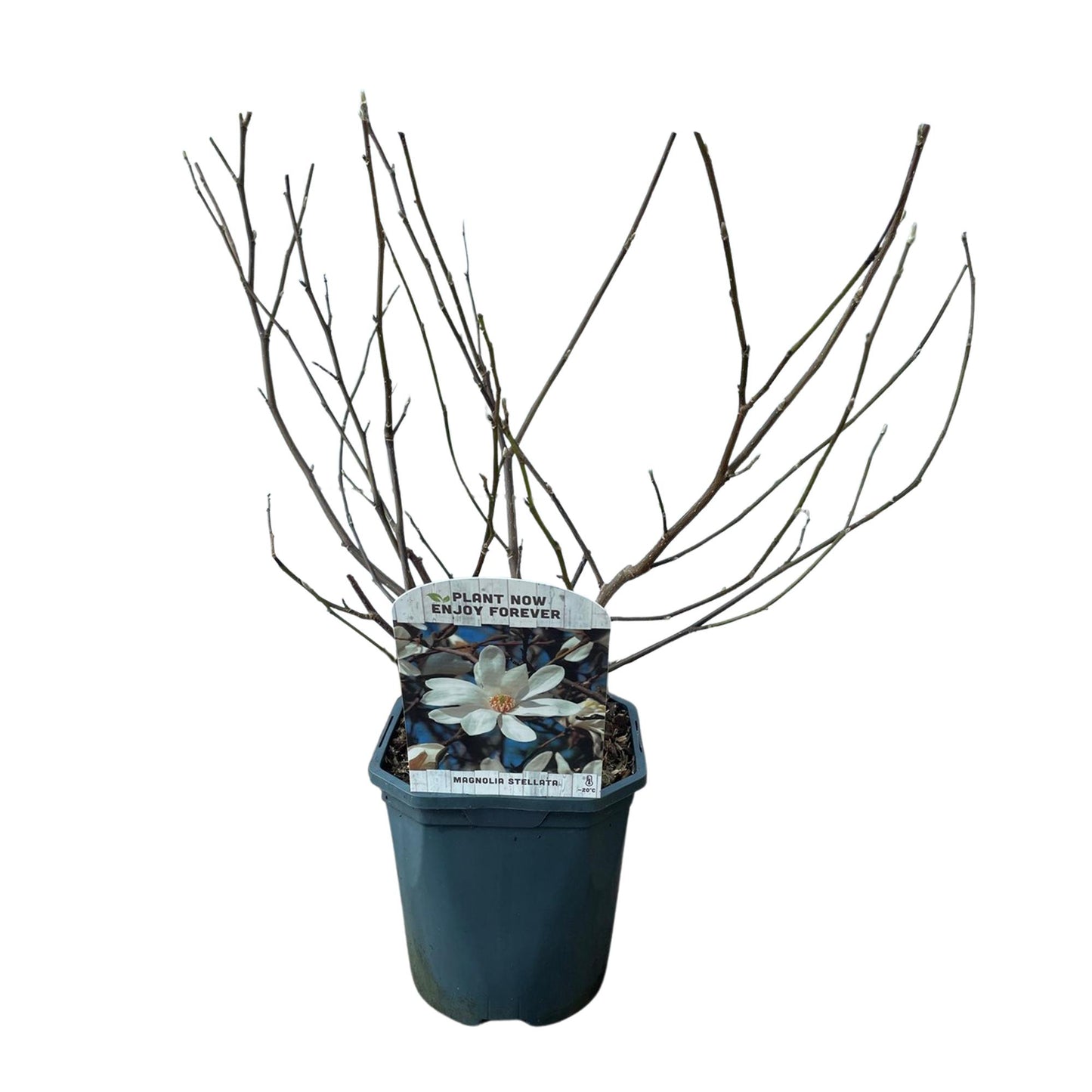 Green boutiQ - Heesters - Magnolia Stellata - Bloem Wit - 1 Plant - Bladverliezend - Weinig Onderhoud - Pot 17cm Hoogte 45cm