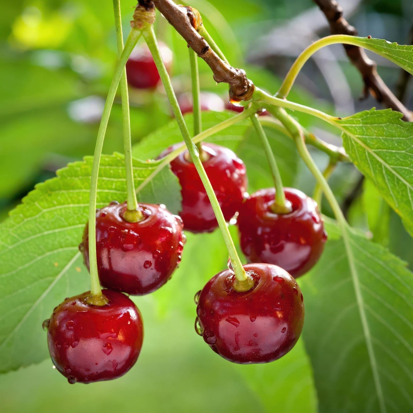 Green boutiQ - Fruitplant - Kersenboom - Prunus avium Regina - Rode kers - Pot 21cm Hoogte 90cm