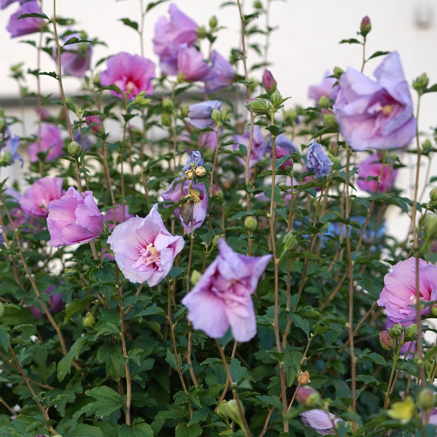 Green boutiQ - Tuinplant -Hibiscus syriacus Lavendor Chiffon® - Plant op stam - Terras Plant - Bladverliezend - Weinig Onderhoud - Pot 19cm Hoogte 90cm