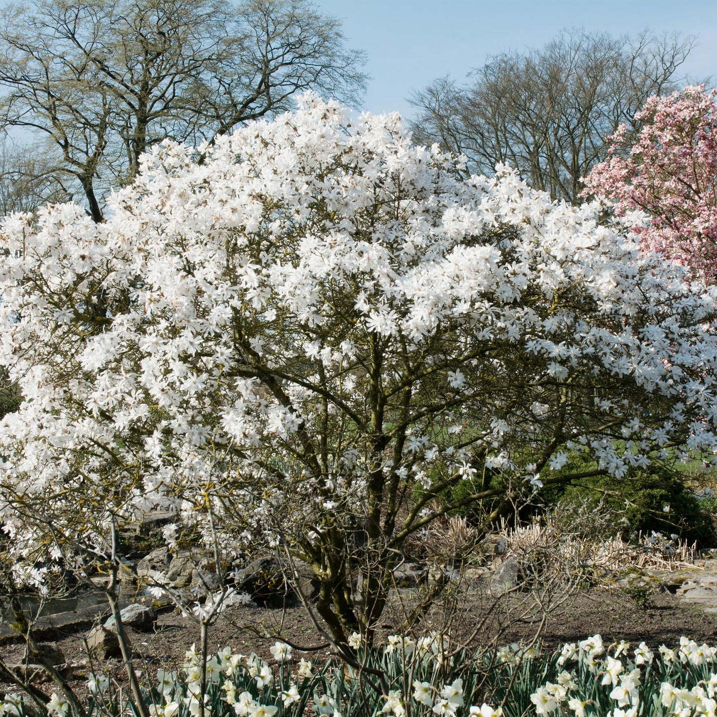 Green boutiQ - Heesters - Magnolia Stellata - Bloem Wit - 1 Plant - Bladverliezend - Weinig Onderhoud - Pot 17cm Hoogte 45cm