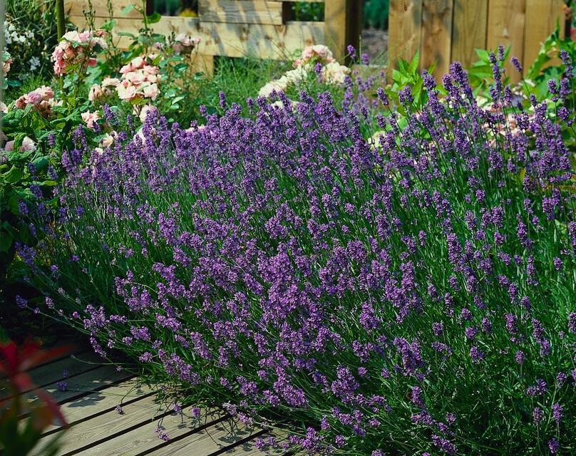 60x Lavandula ang. 'Munstead' - ↕10-25cm - Ø9cm