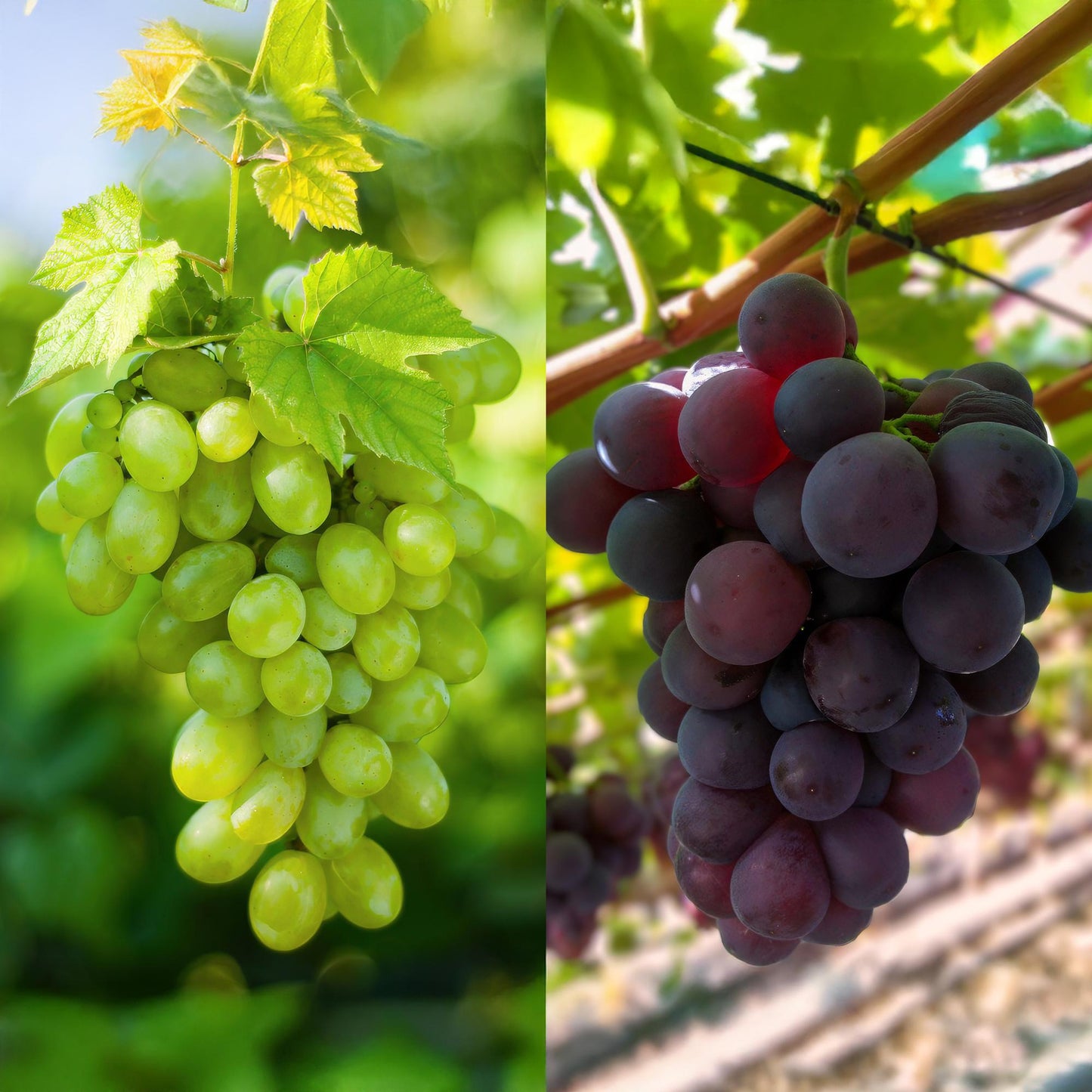Green boutiQ - Fruitplant - Paarse & Witte Druif - Vitis vinifera Vanessa & Himrod - Pitloos - 2 planten - Pot 15cm Hoogte 50cm
