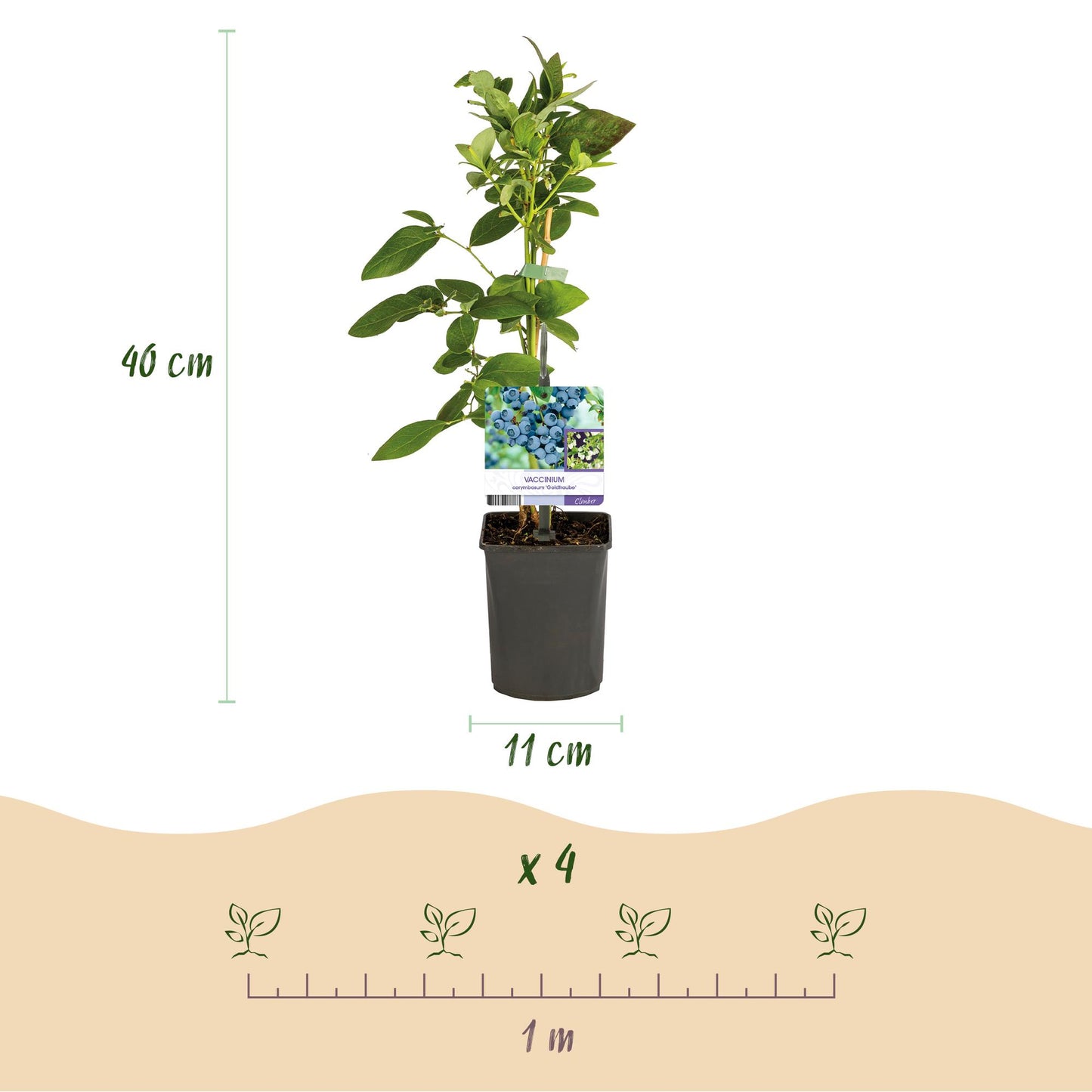 Green boutiQ - Fruitplant - Bosbes - Vaccinium corymbosum Goldtraube - Blauwe bes - Doornloos - 2 planten - Pot 11cm Hoogte 40cm