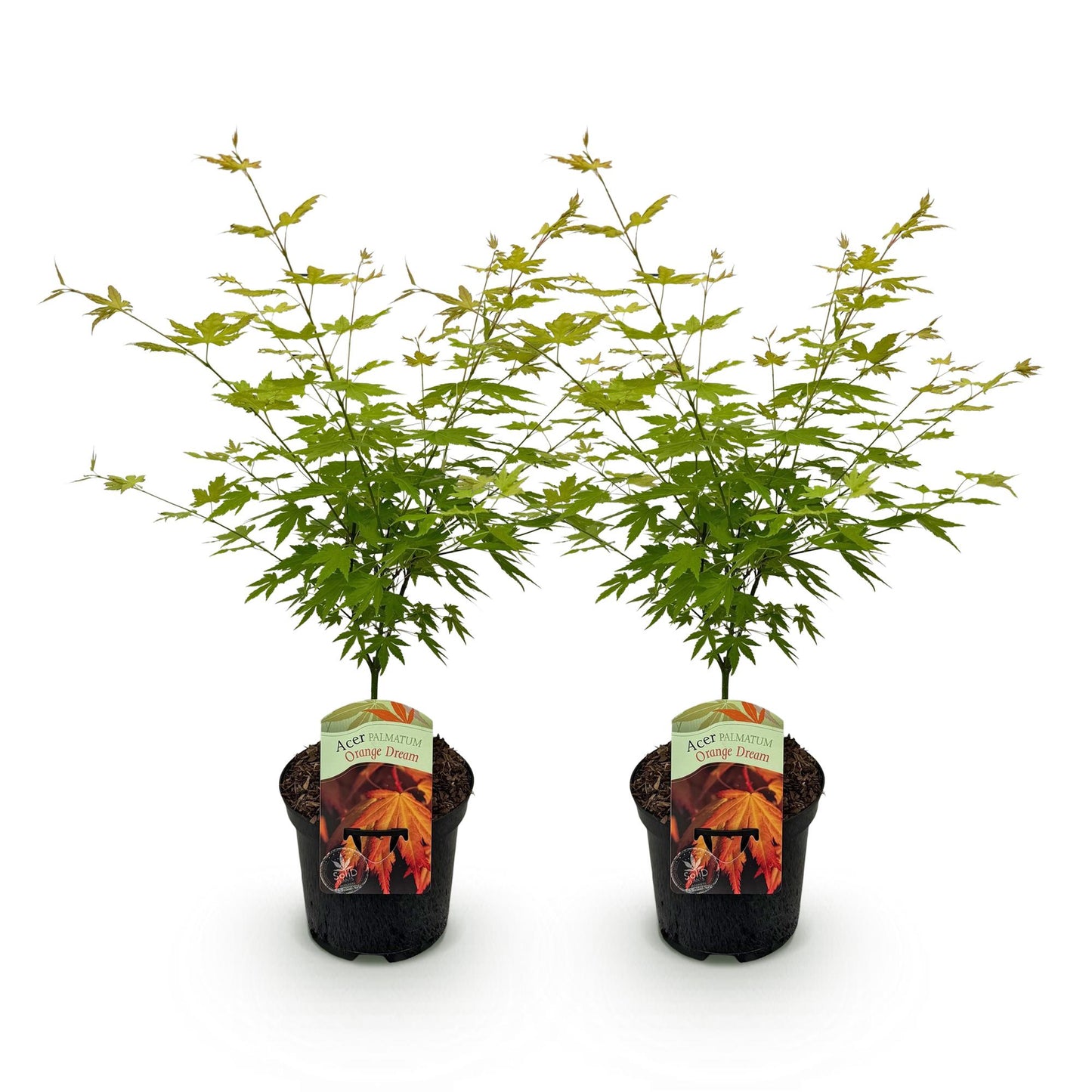 Green boutiQ - Terrasplant - Japanse Esdoorn - Acer palmatum Orange Dream - Oranje - 2 Planten - Bladverliezend - Pot 19cm Hoogte 70cm