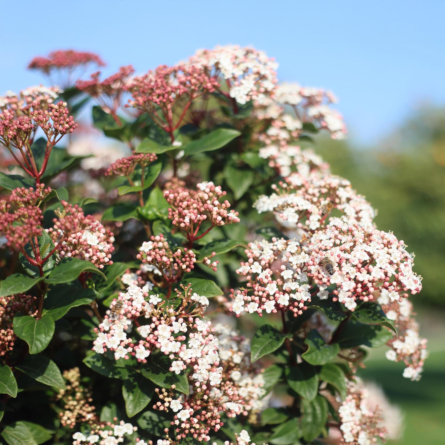 Green boutiQ - Tuinplant - Viburnum tinus - Plant op stam - Terras Plant - Bladhoudend - Weinig Onderhoud - Pot 19cm Hoogte 90cm