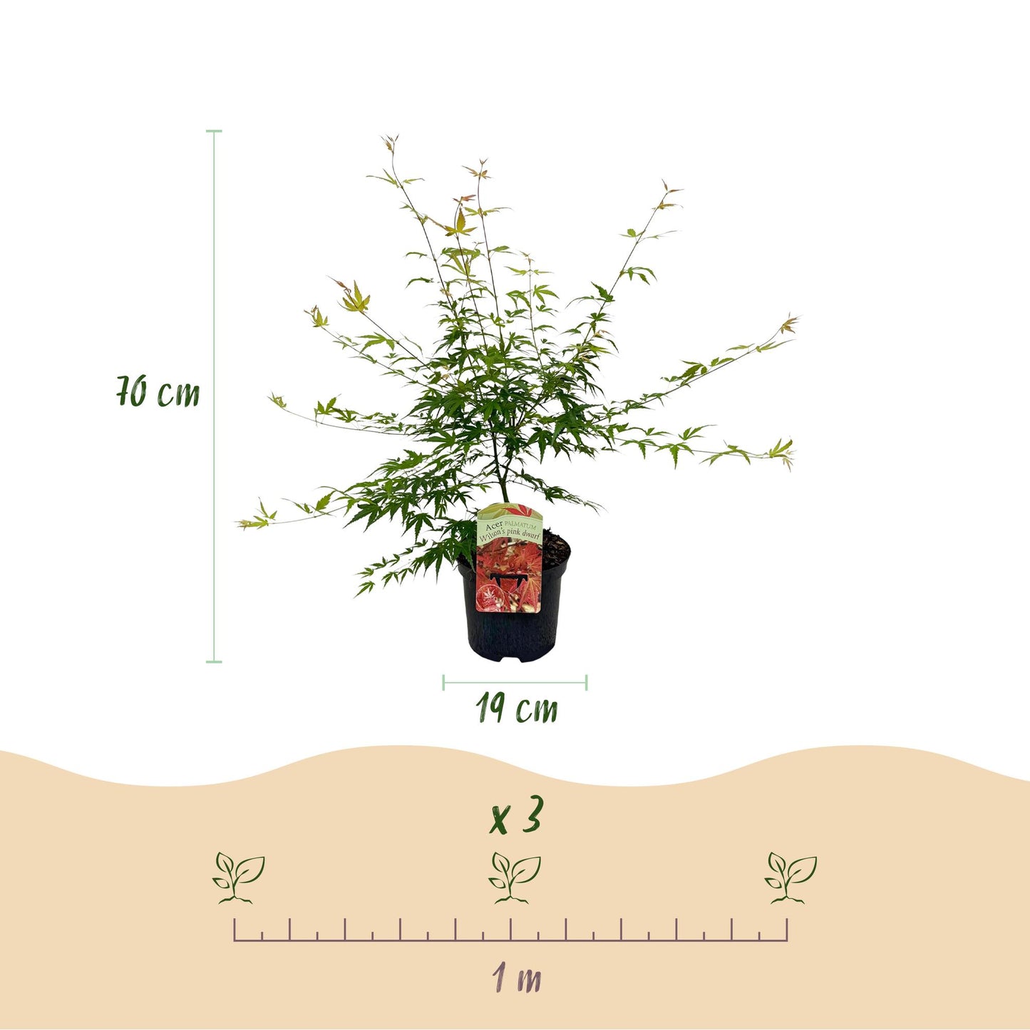 Green boutiQ - Terrasplant - Japanse Esdoorn - Acer palmatum Pink Dwarf - Roze - 1 Plant - Bladverliezend - Pot 19cm Hoogte 70cm