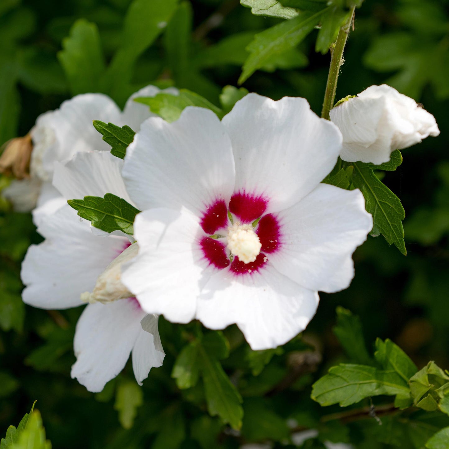 Green boutiQ - Heesters - Hibiscus syriacus Red Heart - Bloem Wit Met Rood Hart - 1 Plant - Bladverliezend - Weinig Onderhoud - Pot 17cm Hoogte 45cm
