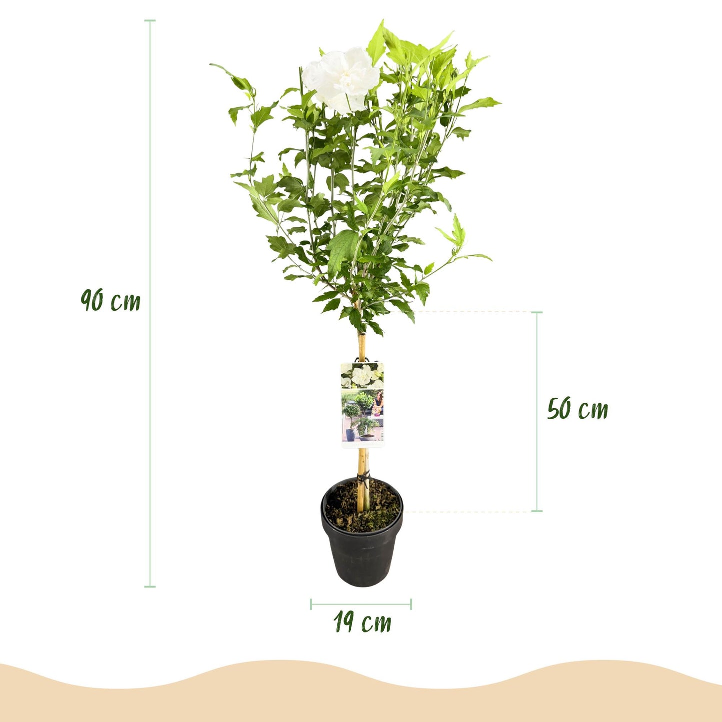 Green boutiQ - Tuinplant - Hibiscus syriacus White Chiffon® - Plant op stam - Terras Plant - Bladverliezend - Weinig Onderhoud - Pot 19cm Hoogte 90cm
