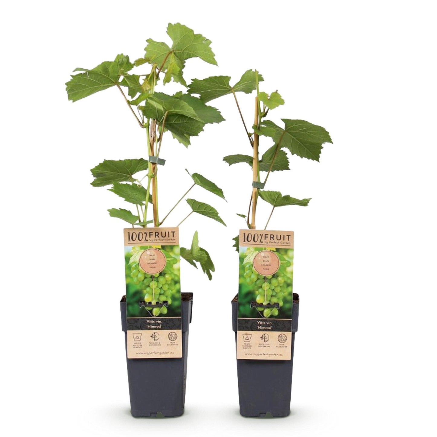 Green boutiQ - Fruitplant - Witte Druif - Vitis vinifera Himrod - Pitloos - 2 planten - Pot 15cm Hoogte 50cm
