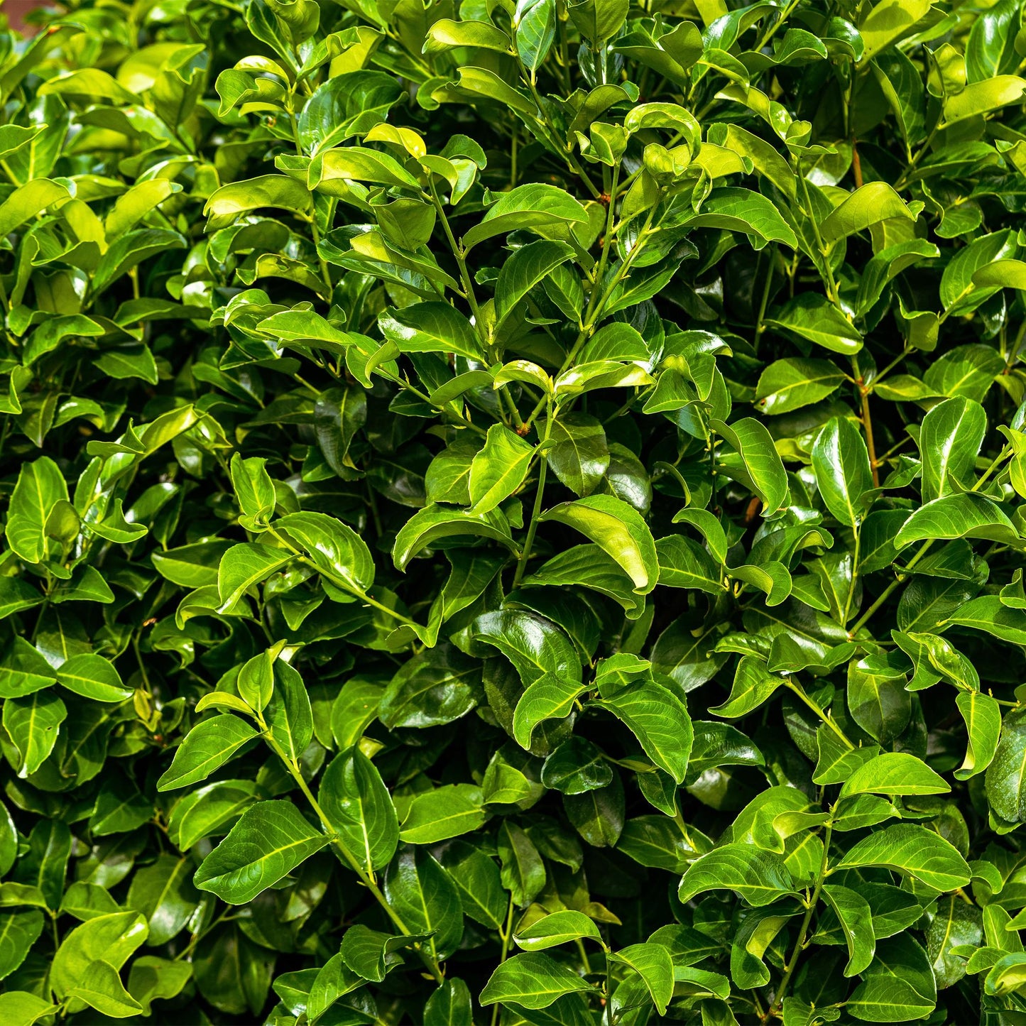 Green boutiQ - Haagplanten - Prunus laurocerasus Rotundifolia - blad groen - 8 planten - 1 strekkende meter - groenblijvend - pot 9cm hoogte 30-35cm