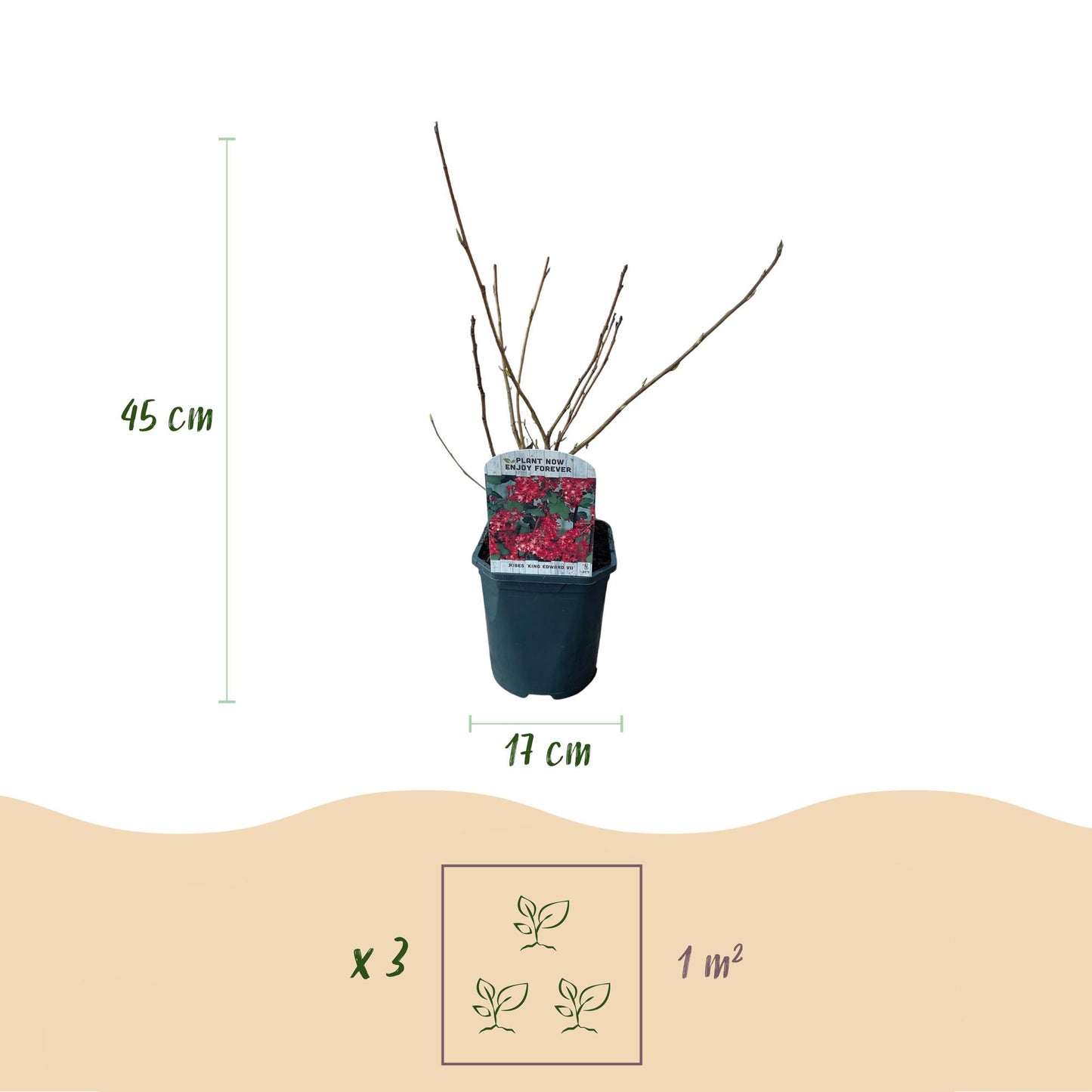 Green boutiQ - Heesters - Ribes sanguineum Kind Edward - Bloem Rood - 1 Plant - Bladverliezend - Weinig Onderhoud - Pot 17cm Hoogte 45cm