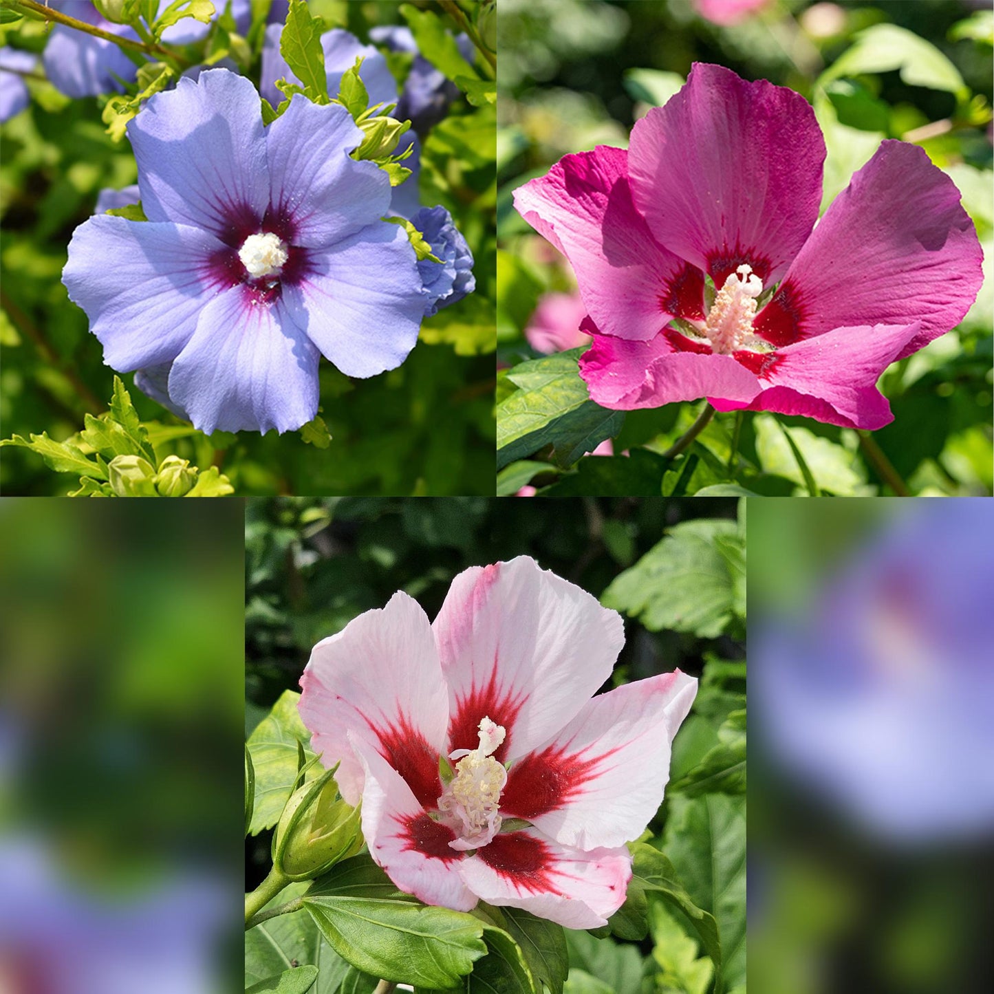 Green boutiQ - Tuinplant - Hibiscus syriacus Tricolour - Plant op stam - Terras Plant - Bladverliezend - Weinig Onderhoud - Pot 19cm Hoogte 90cm