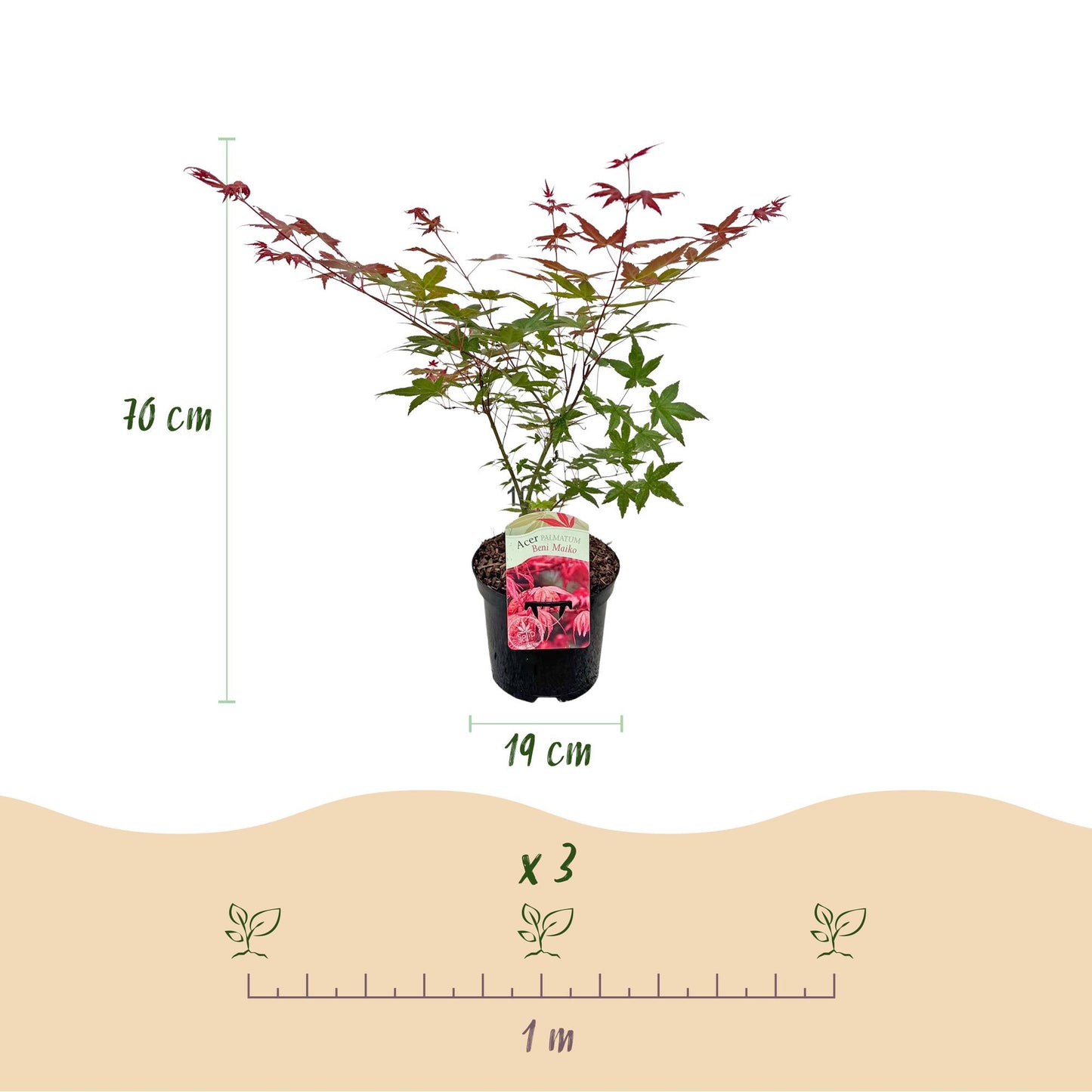 Green boutiQ - Terrasplant - Japanse Esdoorn - Acer palmatum Beni Maiko - Rood - 1 Plant - Bladverliezend - Pot 19cm Hoogte 70cm