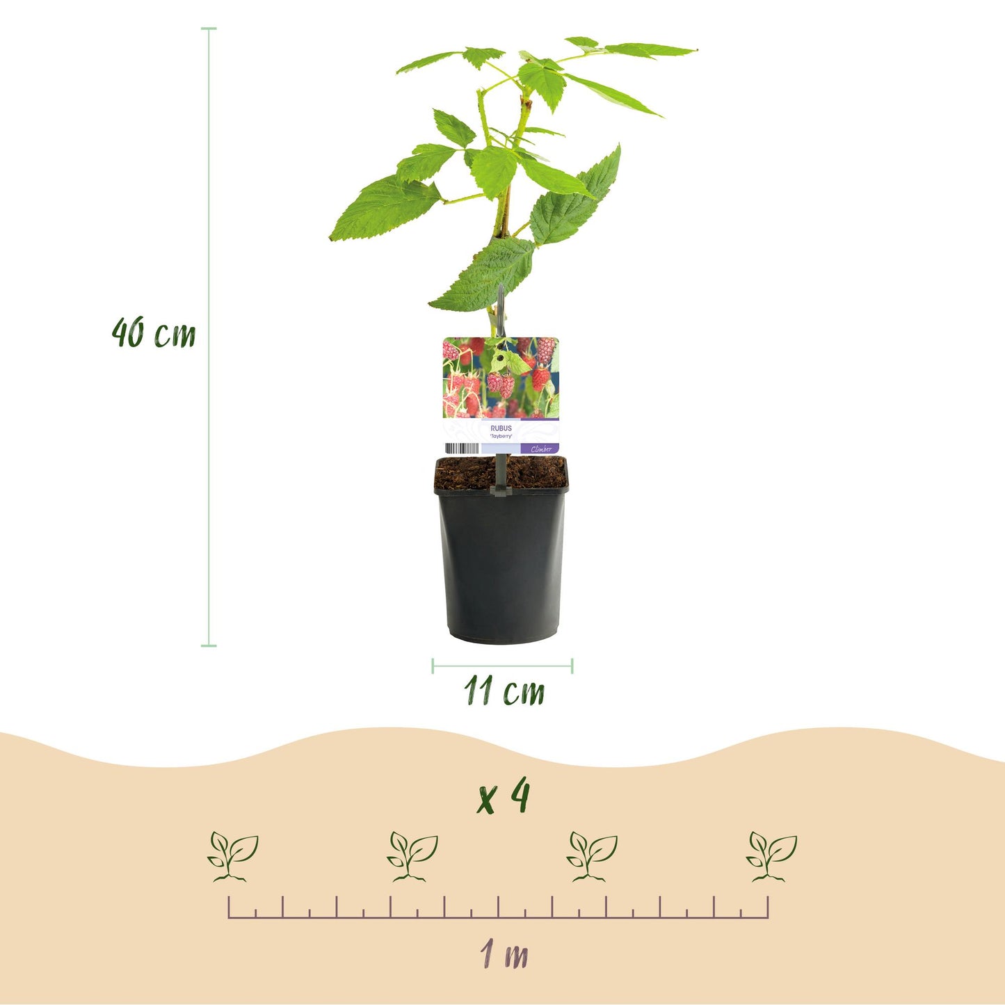 Green boutiQ - Fruitplant - Taybes - Rubus Tayberry - Rode Vrucht - 2 planten - Pot 11cm Hoogte 40cm
