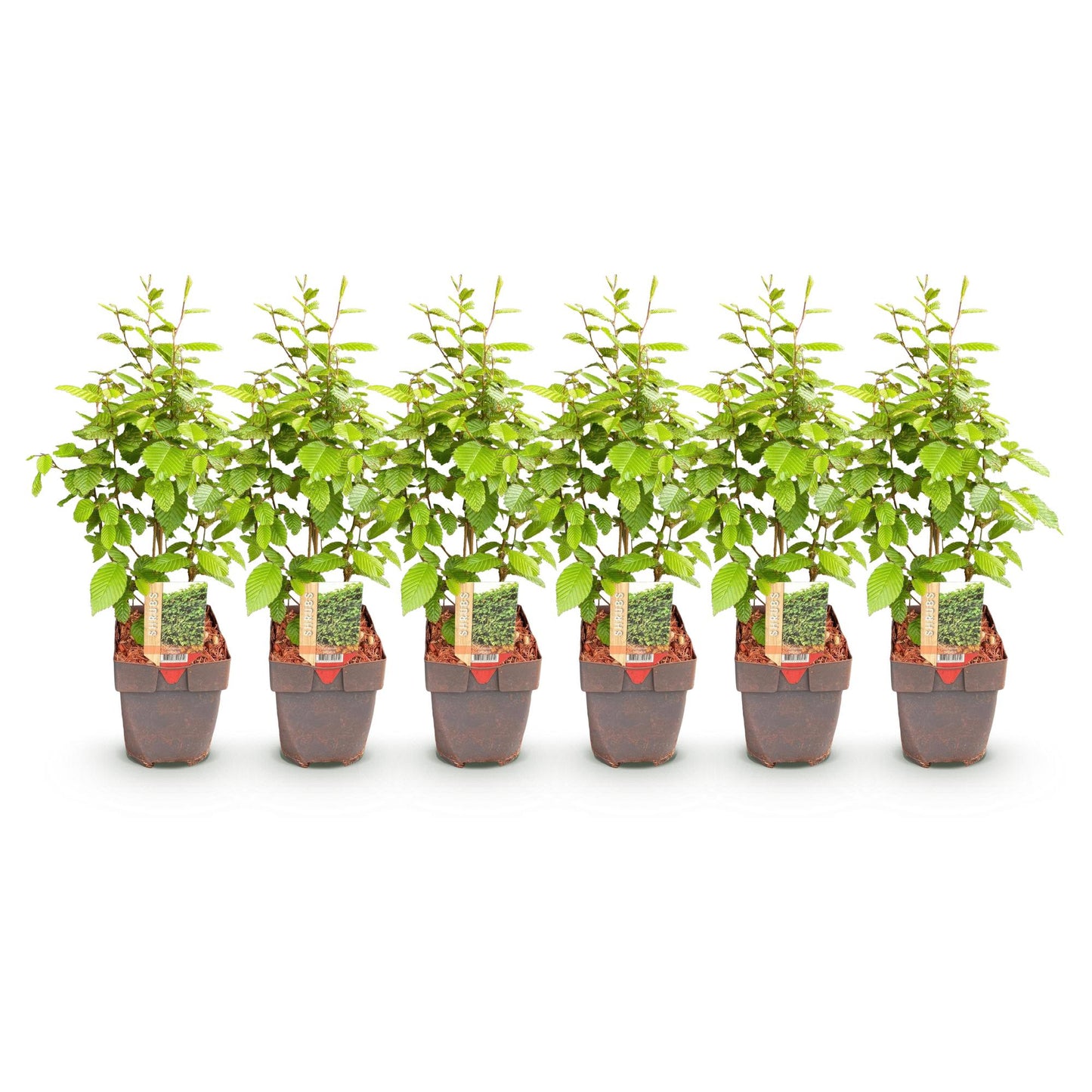 Green boutiQ - Haagplanten - Carpinus betulus - blad groen - 6 planten - 1 strekkende meter - bladverliezend - pot 17cm hoogte 55cm
