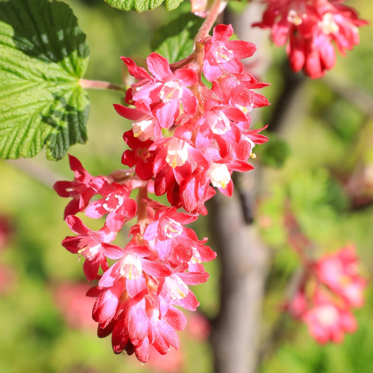 Green boutiQ - Heesters - Ribes sanguineum Kind Edward - Bloem Rood - 1 Plant - Bladverliezend - Weinig Onderhoud - Pot 17cm Hoogte 45cm