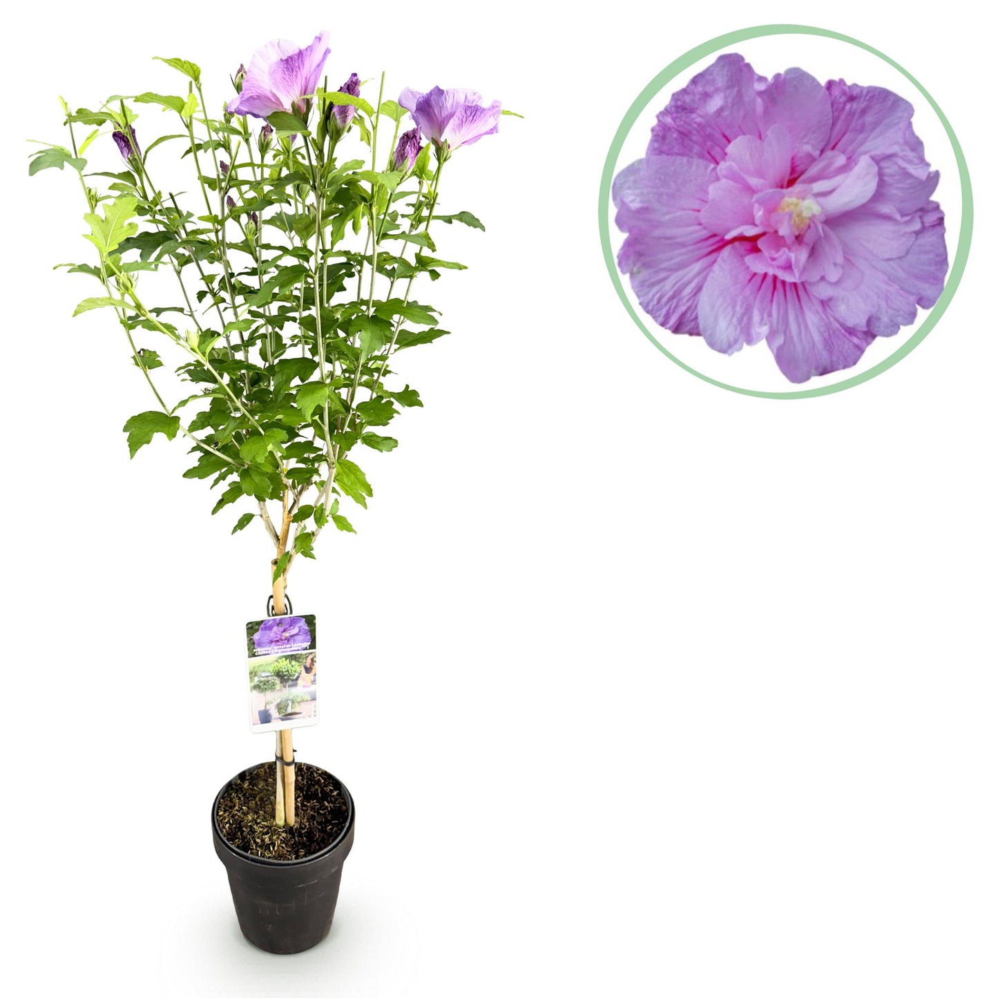 Green boutiQ - Tuinplant -Hibiscus syriacus Lavendor Chiffon® - Plant op stam - Terras Plant - Bladverliezend - Weinig Onderhoud - Pot 19cm Hoogte 90cm