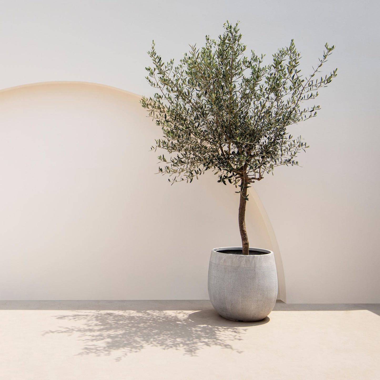 Green boutiQ - Tuinplant - Olea Europaea - Plant op stam - Terras Plant - Bladhoudend - Weinig Onderhoud - Pot 19cm Hoogte 90cm