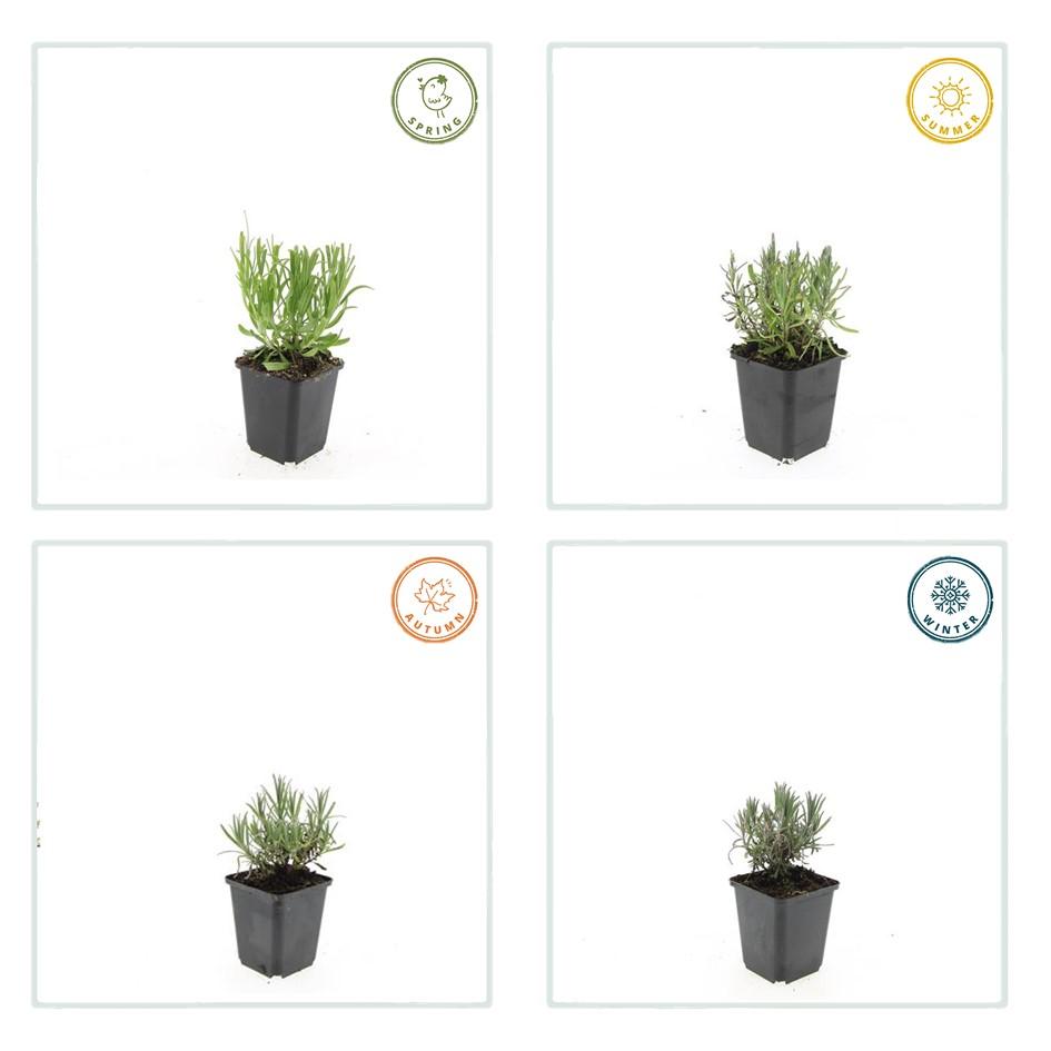 60x Lavandula ang. 'Munstead' - ↕10-25cm - Ø9cm