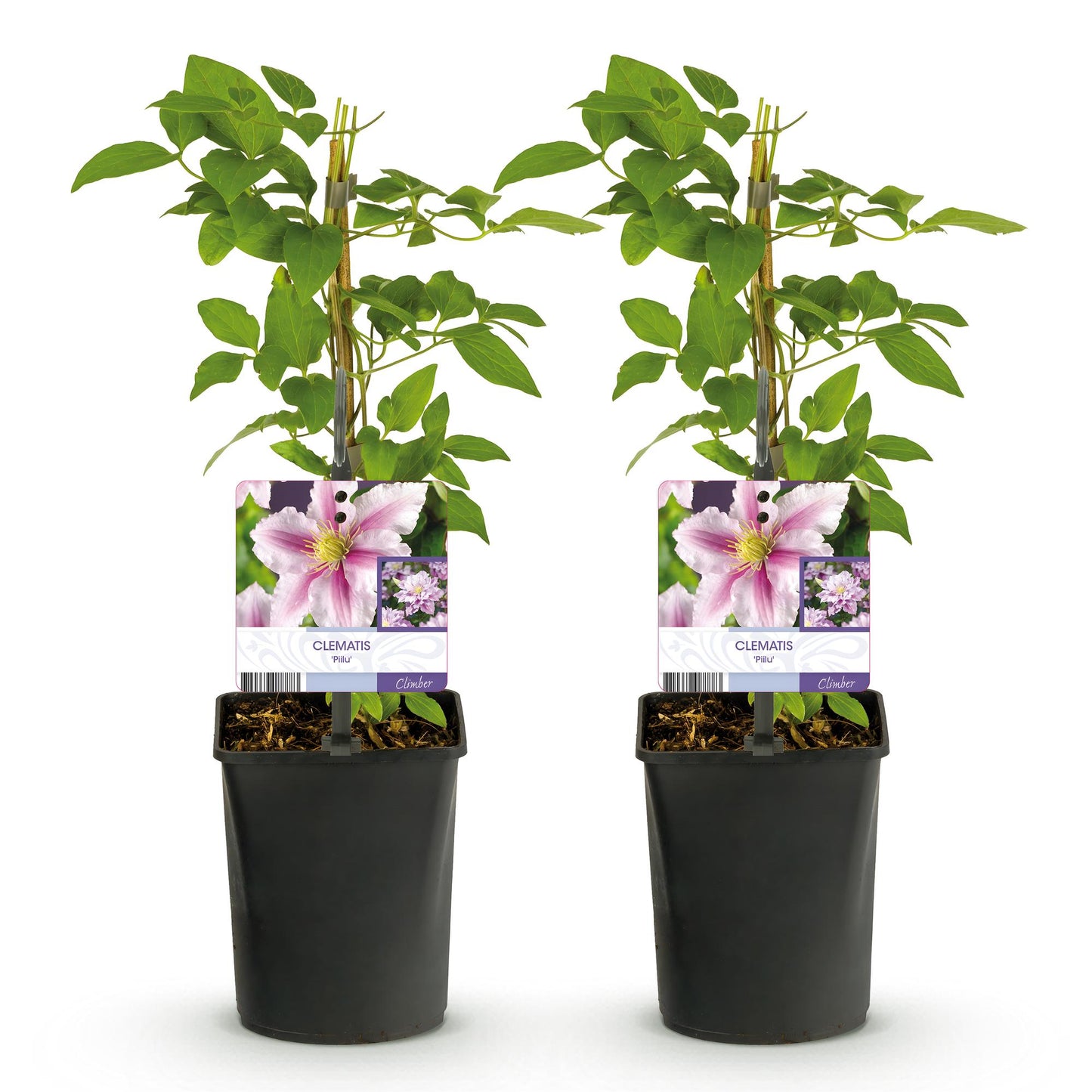 Green boutiQ - Klimplant - Clematis Piilu - Bloem Roze - Weinig onderhoud -2 planten - Pot 11cm Hoogte 40cm