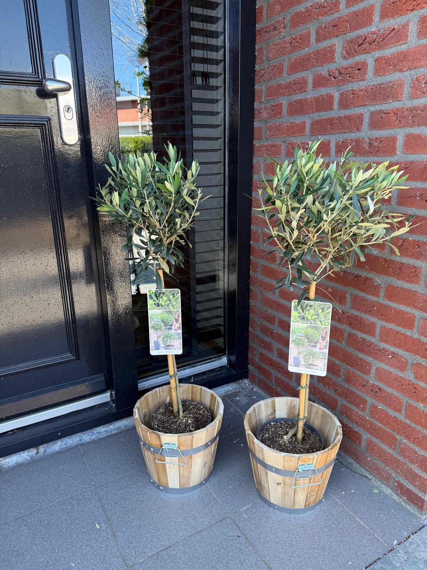 Green boutiQ - Tuinplant - Olea Europaea - Plant op stam - Terras Plant - Bladhoudend - Weinig Onderhoud - Pot 19cm Hoogte 90cm