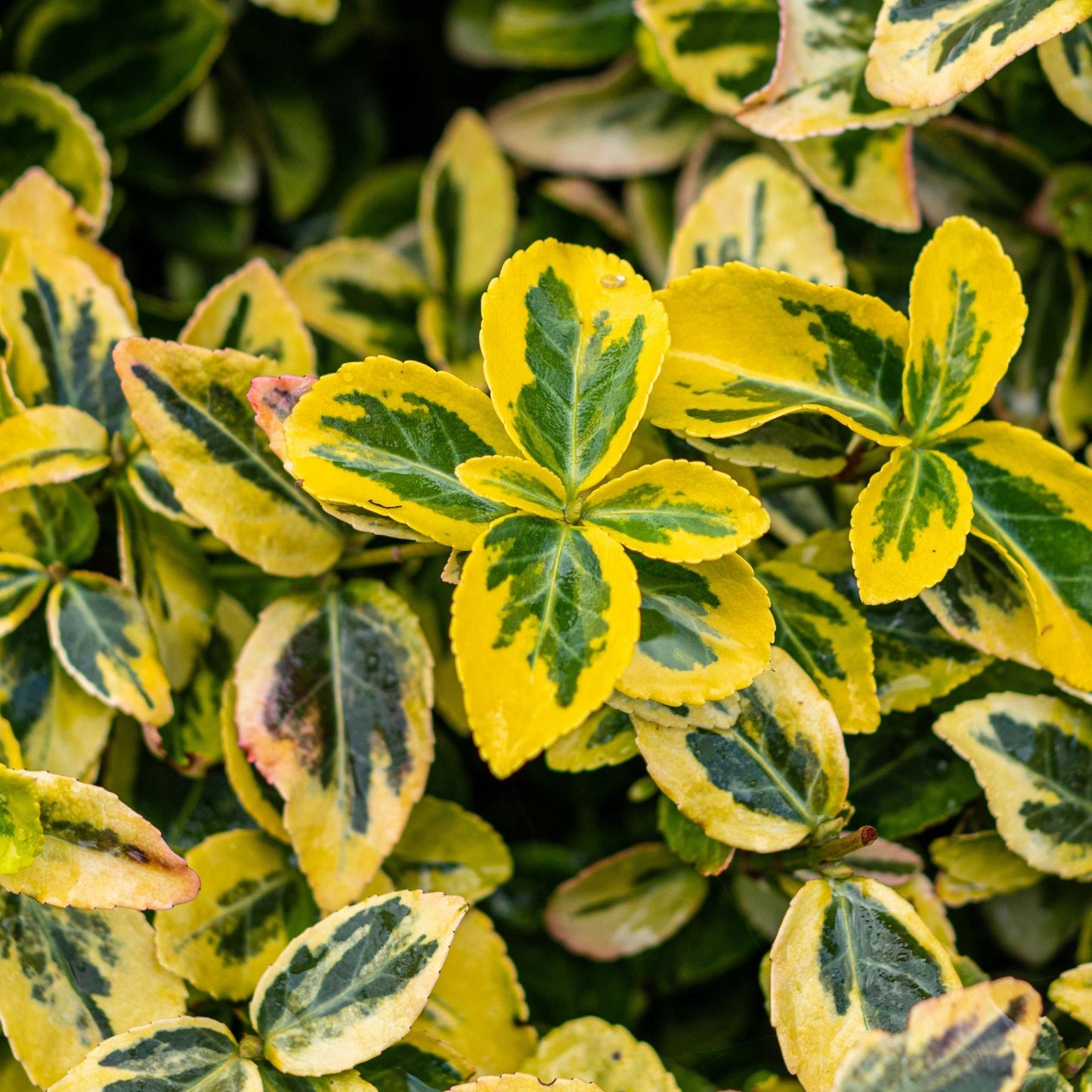 Green boutiQ - Tuinplant - Euonymus fortunei Emerald n Gold - Plant op stam - Terras Plant - Bladhoudend - Weinig Onderhoud - Pot 19cm Hoogte 90cm