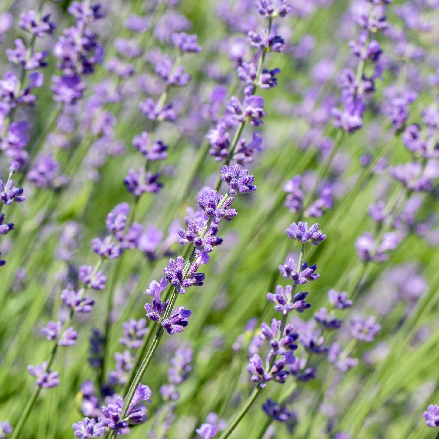 Green boutiQ - Haagplanten - Lavandula angustifolia Hidcote - blad grijs - 6 planten - 1 strekkende meter - groenblijvend - pot 17cm hoogte 30cm