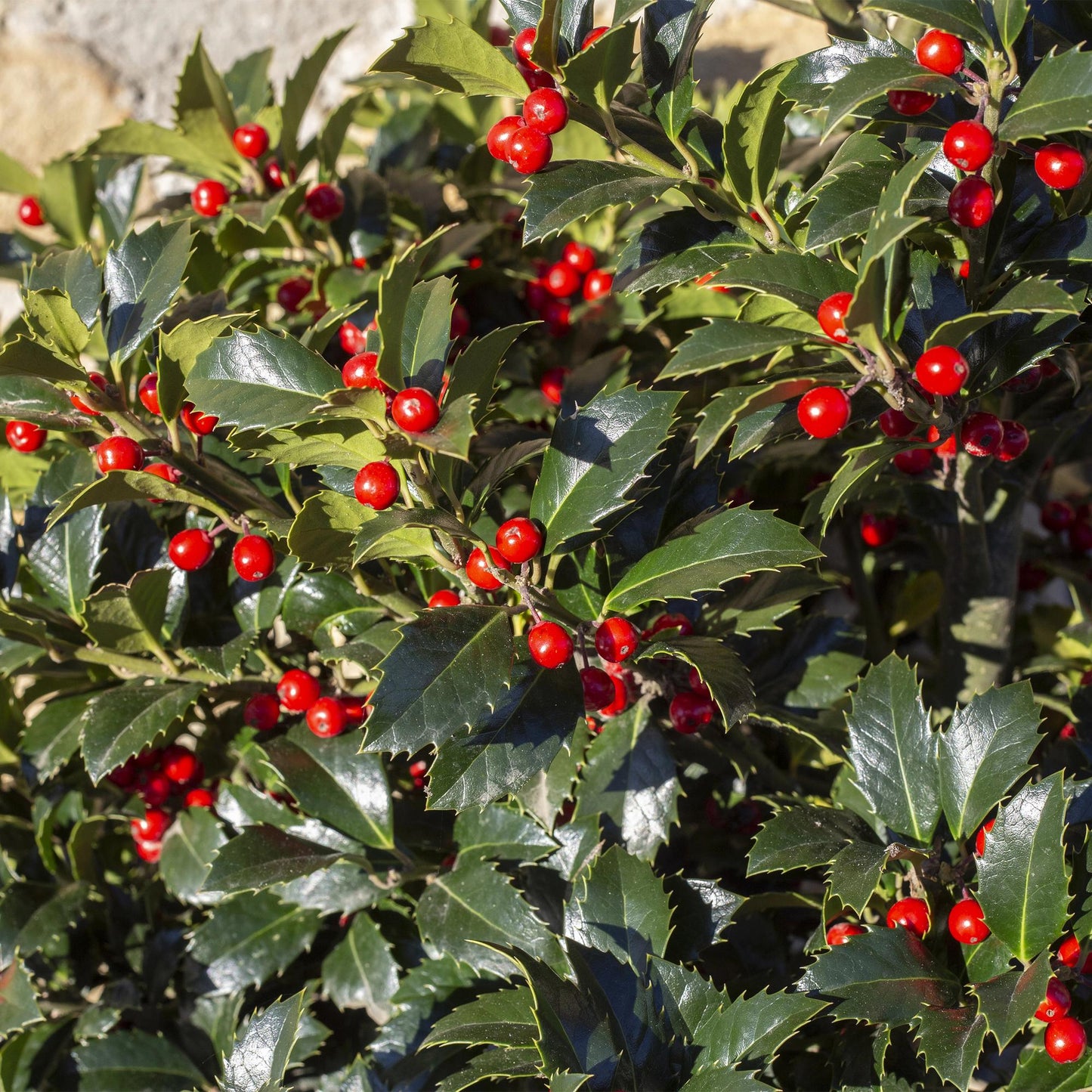Green boutiQ - Tuinplant - Ilex meserveae Blue Maid - Plant op stam - Terras Plant - Bladverliezend - Weinig Onderhoud - Pot 19cm Hoogte 90cm