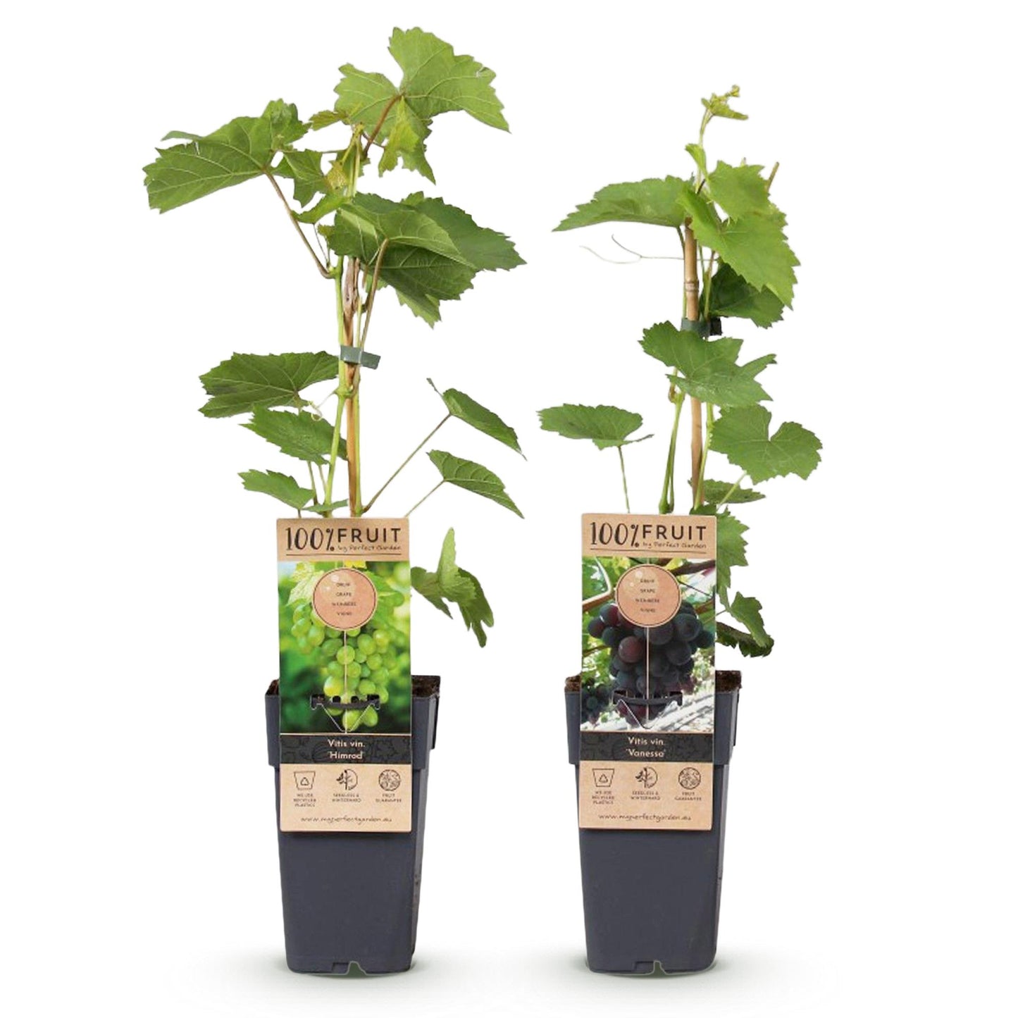 Green boutiQ - Fruitplant - Paarse & Witte Druif - Vitis vinifera Vanessa & Himrod - Pitloos - 2 planten - Pot 15cm Hoogte 50cm