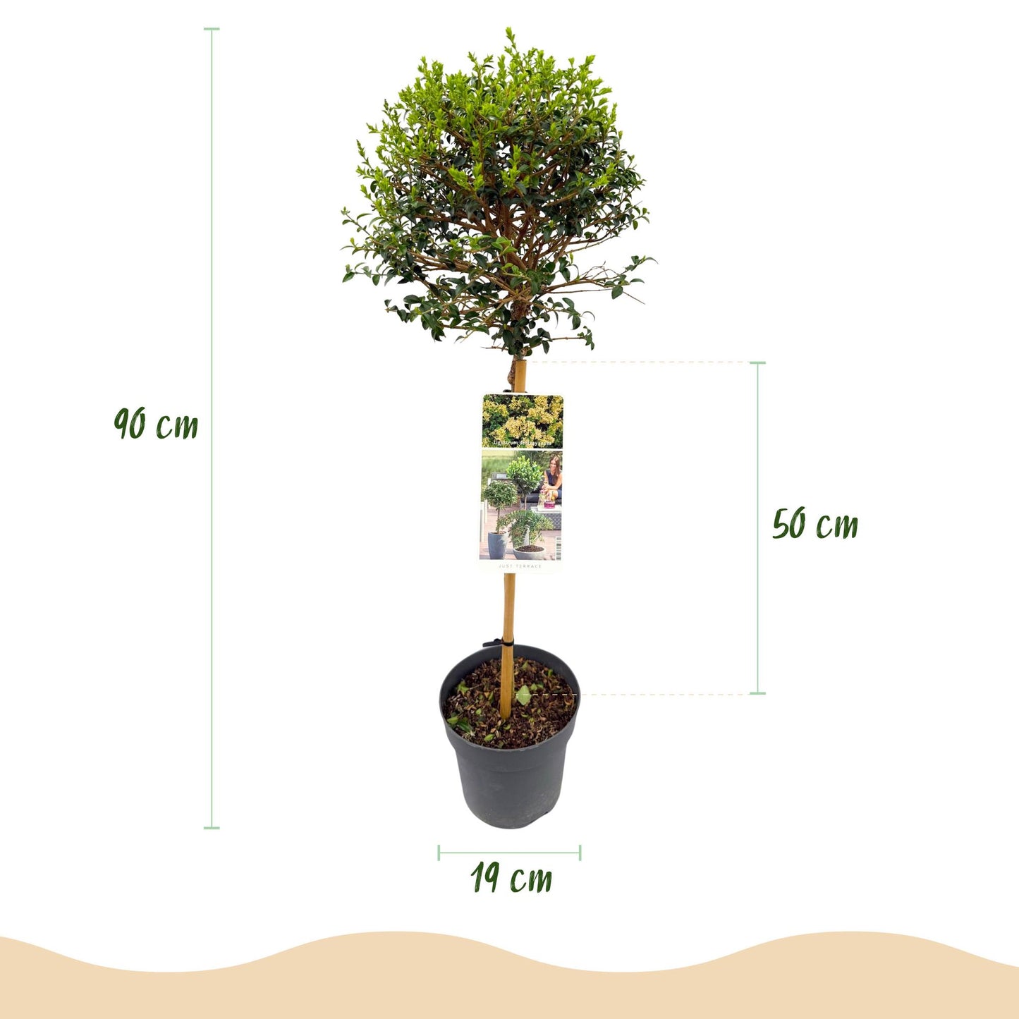 Green boutiQ - Tuinplant - Ligustrum delavayanum - Plant op stam - Terras Plant - Bladhoudend - Weinig Onderhoud - Pot 19cm Hoogte 90cm