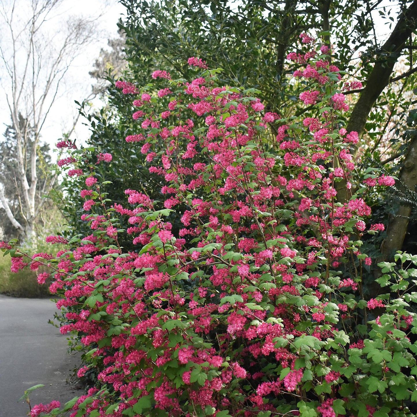 Green boutiQ - Heesters - Ribes sanguineum Kind Edward - Bloem Rood - 1 Plant - Bladverliezend - Weinig Onderhoud - Pot 17cm Hoogte 45cm