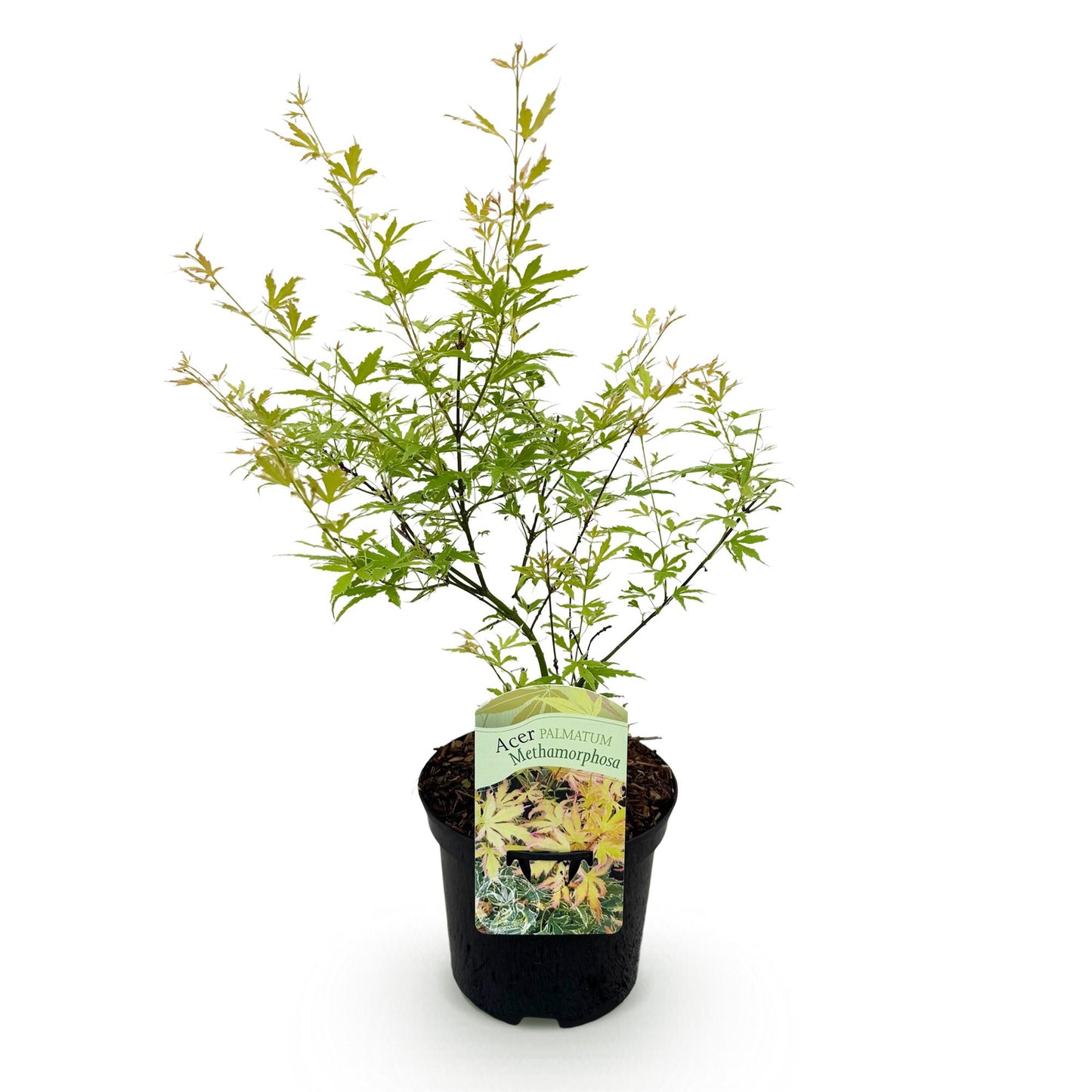 Green boutiQ - Terrasplant - Japanse Esdoorn - Acer palmatum Methamorphosa - Groen - 1 Plant - Bladverliezend - Pot 19cm Hoogte 70cm