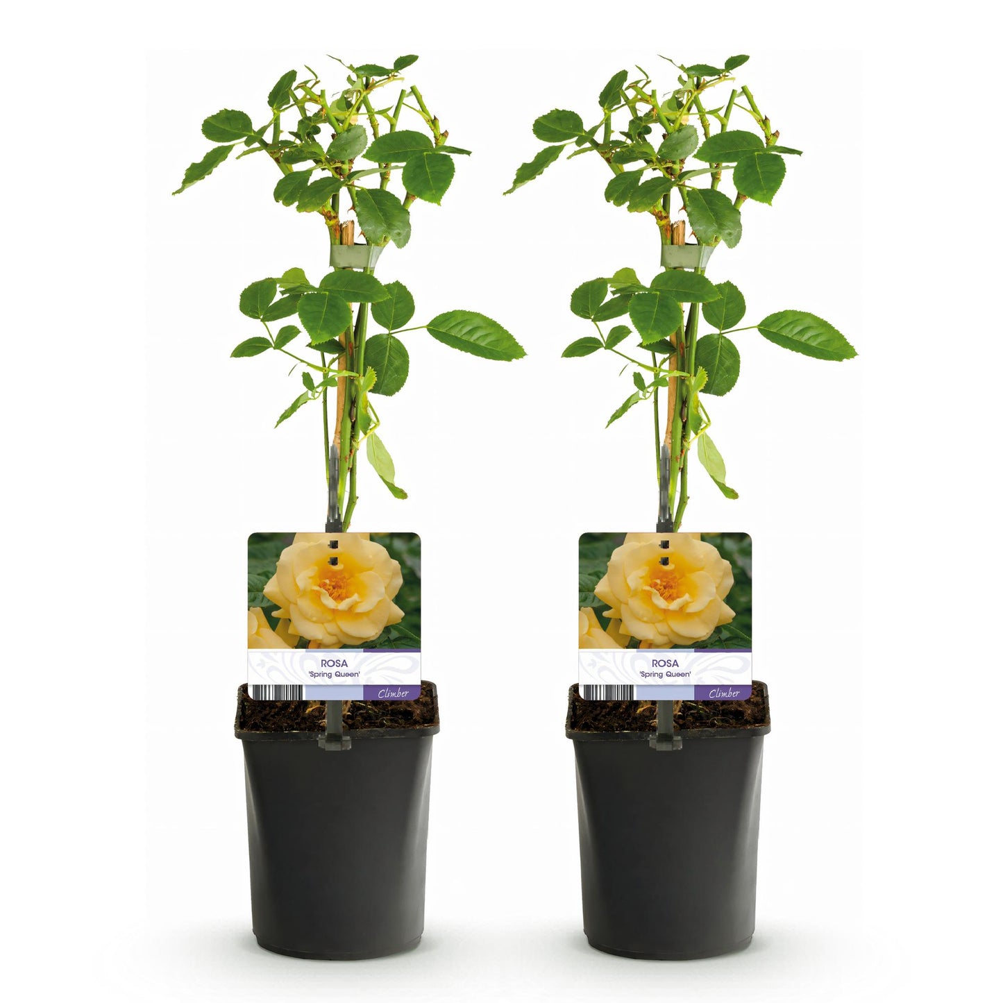 Green boutiQ - Klimroos - Rosa Spring Queen -Bloem Geel - Weinig onderhoud - 2 planten - Pot 11cm Hoogte 40cm