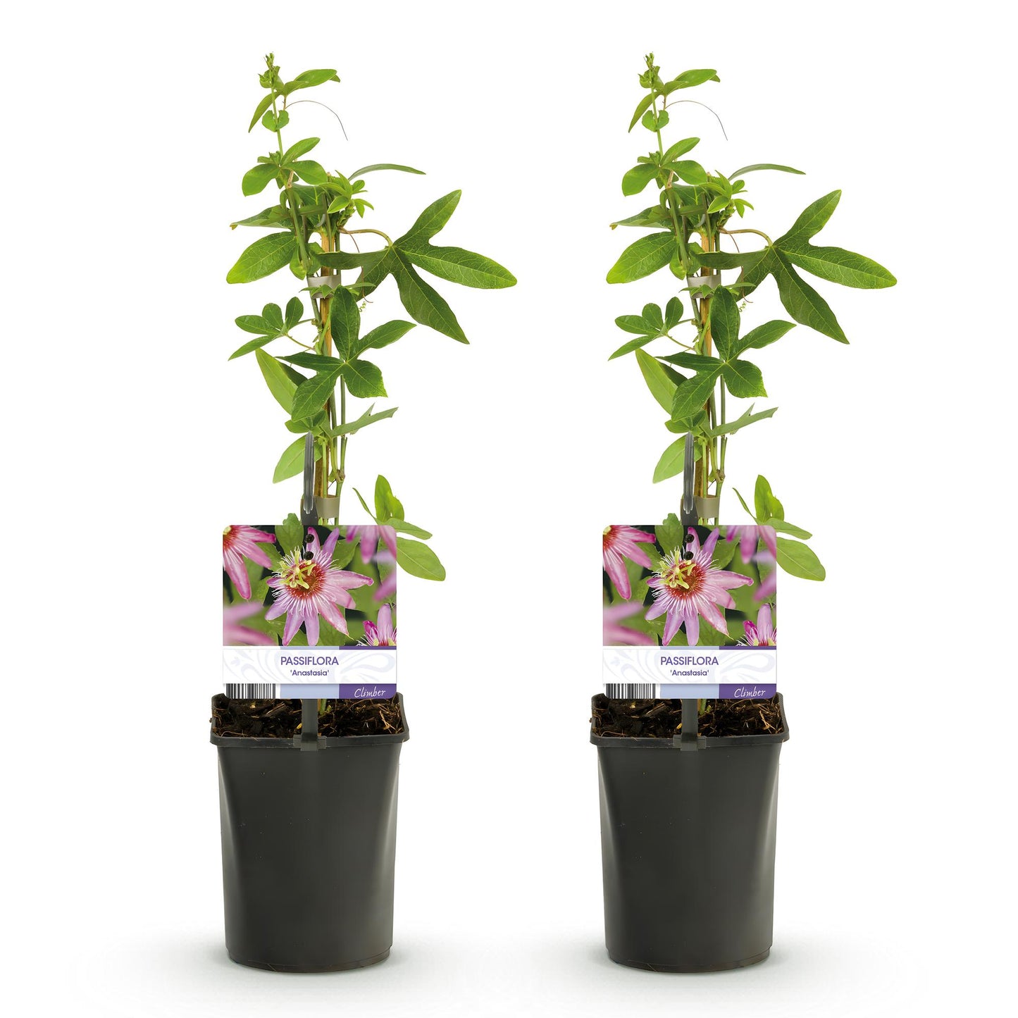 Green boutiQ - Passiebloem - Passiflora Anastasia - Bloem Roze - Weinig onderhoud - 2 planten - Pot 11cm Hoogte 40cm