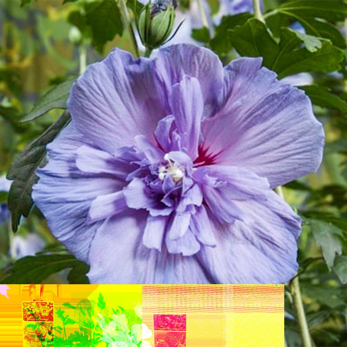 Green boutiQ - Tuinplant - Hibiscus syriacus Blue Chiffon® - Plant op stam - Terras Plant - Bladverliezend - Weinig Onderhoud - Pot 19cm Hoogte 90cm