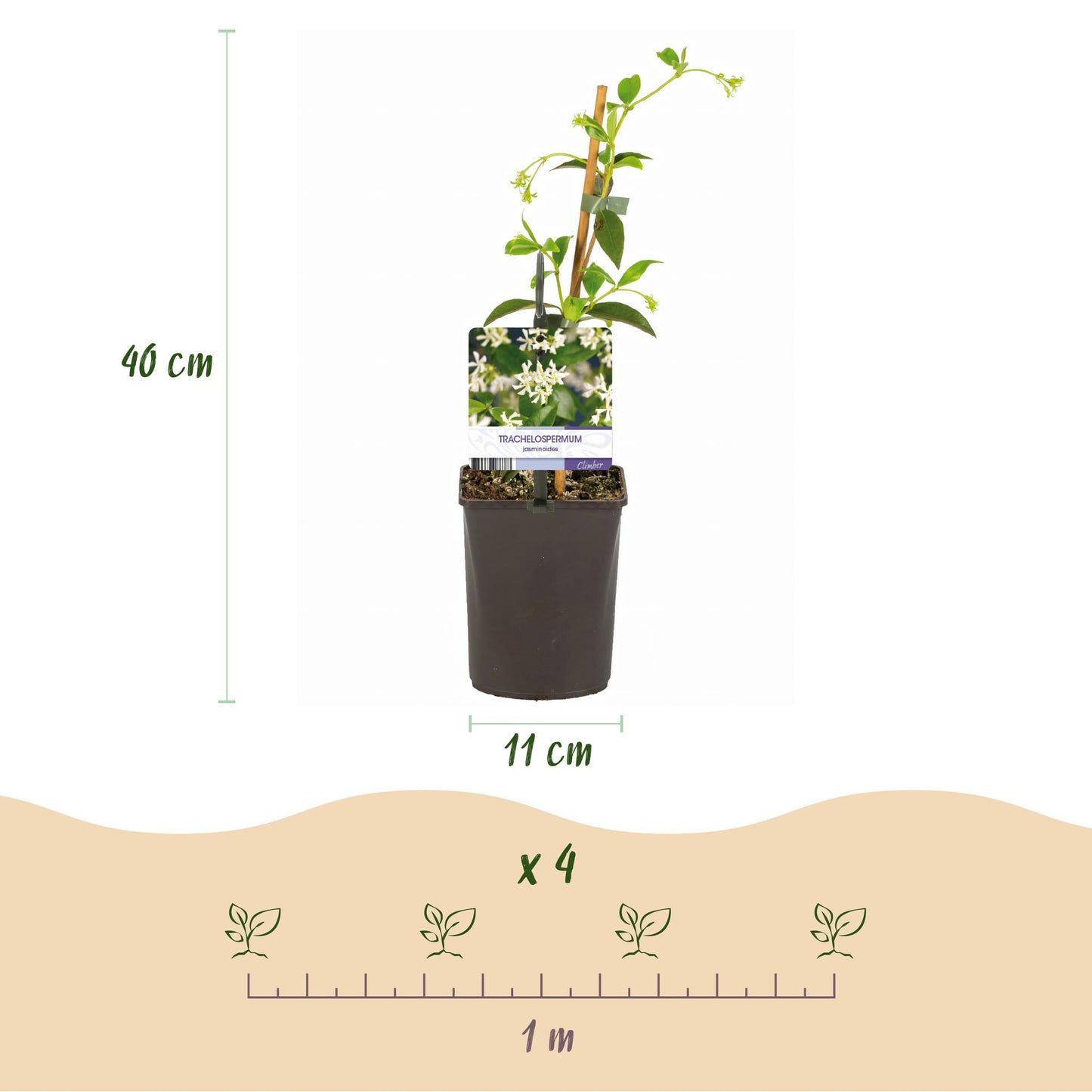 Green boutiQ - Toscaanse jasmijn - Trachelospermum jasminoides - Bloem Wit - Groenblijvend - 2 planten - Pot 11cm Hoogte 40cm