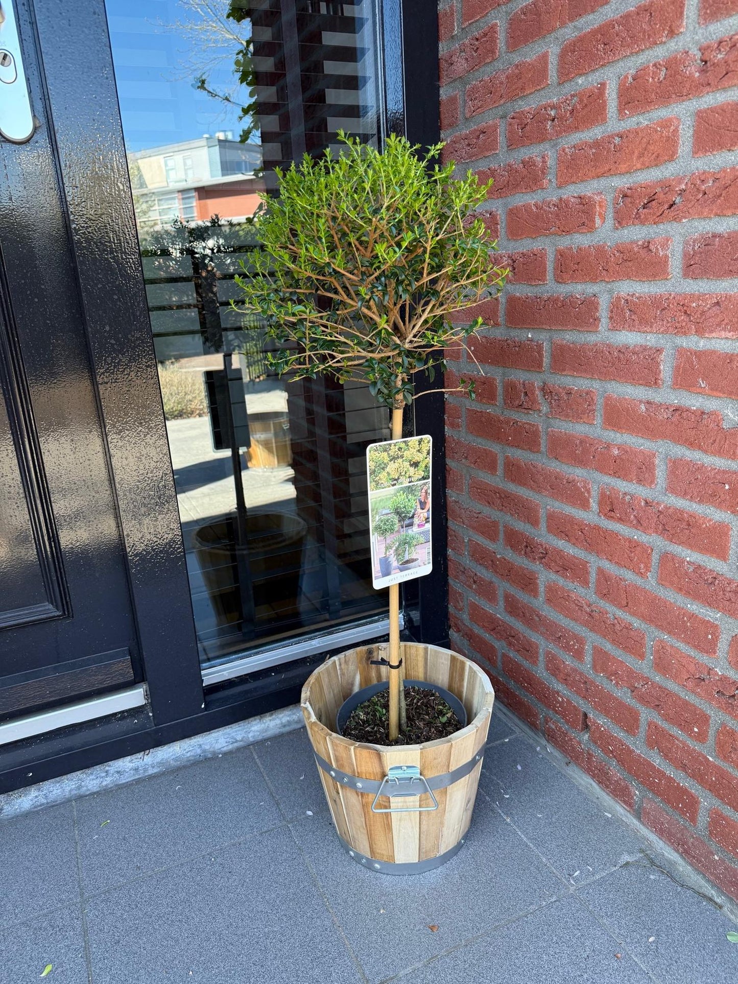 Green boutiQ - Tuinplant - Ligustrum delavayanum - Plant op stam - Terras Plant - Bladhoudend - Weinig Onderhoud - Pot 19cm Hoogte 90cm