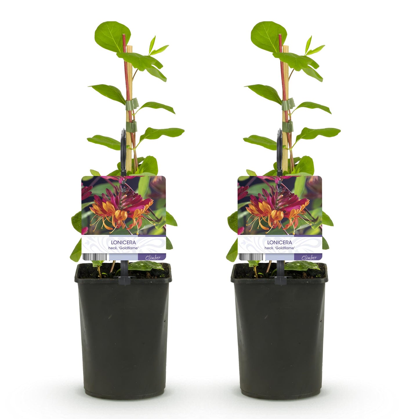 Green boutiQ - Kamperfoelie - Lonicera heckrottii Goldflame -Bbloem Roze met Geel - Weinig onderhoud - 2 planten - Pot 11cm Hoogte 40cm