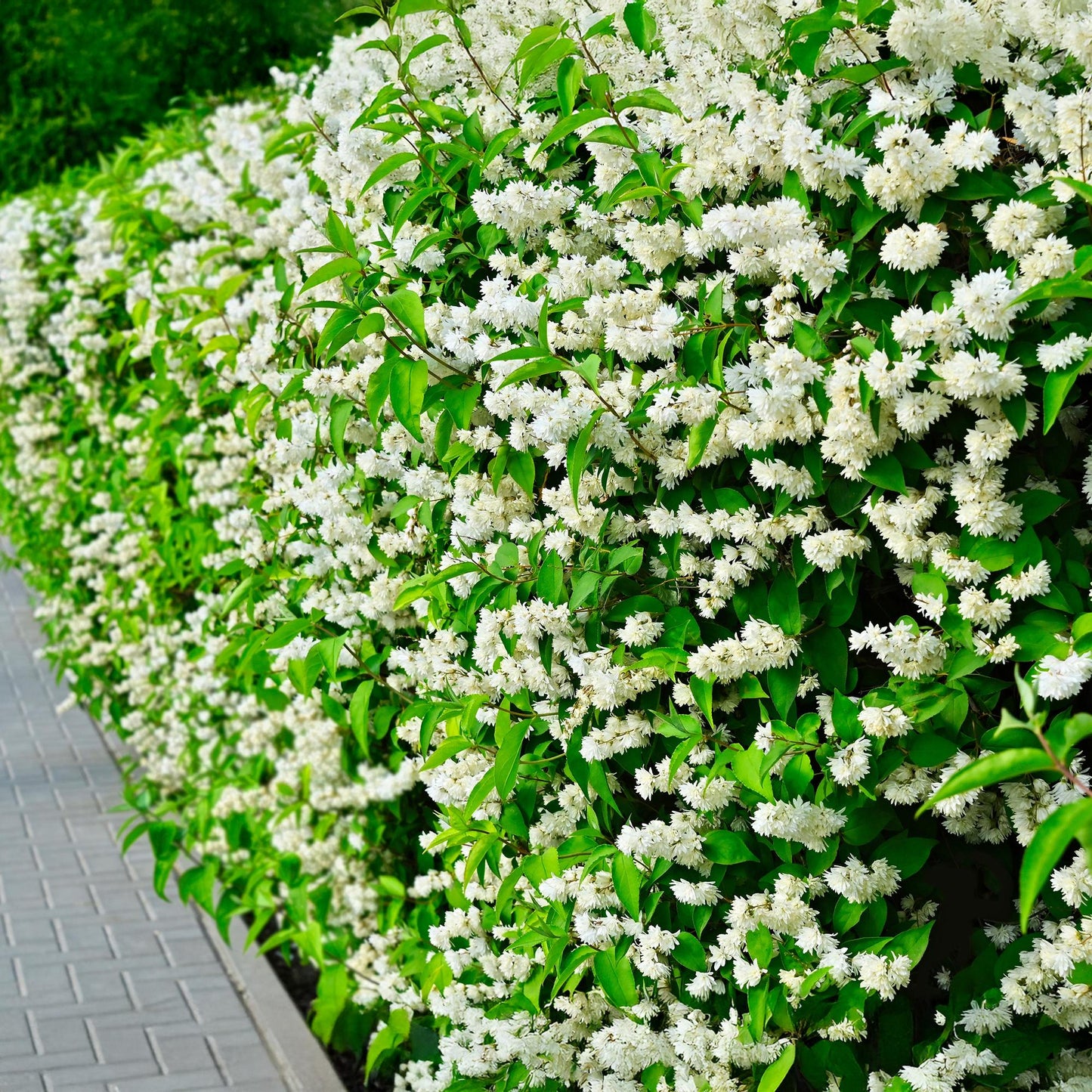 Green boutiQ - Boerenjasmijn - Philadelphus Snowbelle - Bloem Wit - 1 Plant - Bladverliezend - Weinig Onderhoud - Pot 17cm Hoogte 45cm
