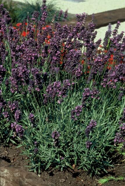 60x Lavandula ang. 'Munstead' - ↕10-25cm - Ø9cm