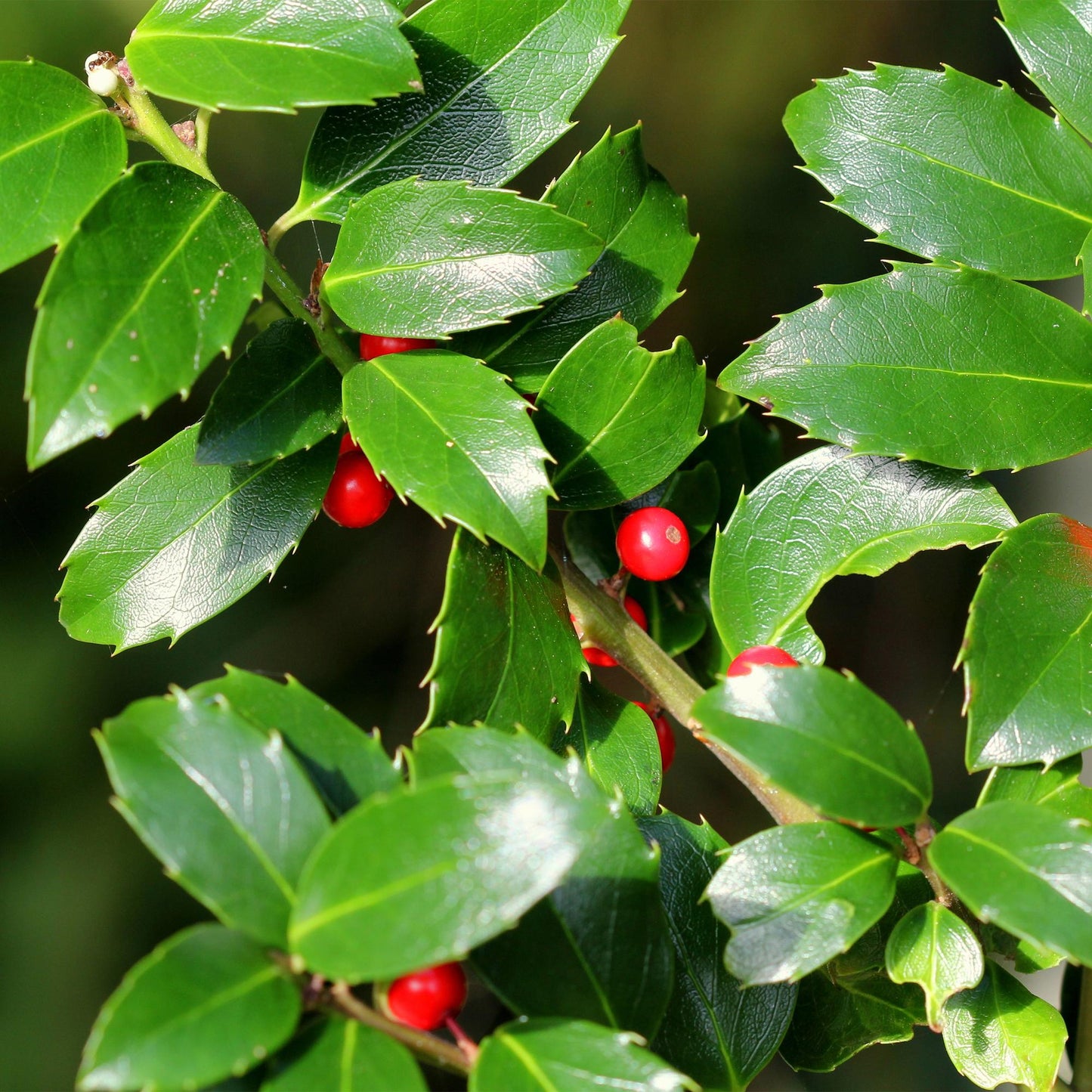 Green boutiQ - Tuinplant - Ilex meserveae Blue Maid - Plant op stam - Terras Plant - Bladverliezend - Weinig Onderhoud - Pot 19cm Hoogte 90cm