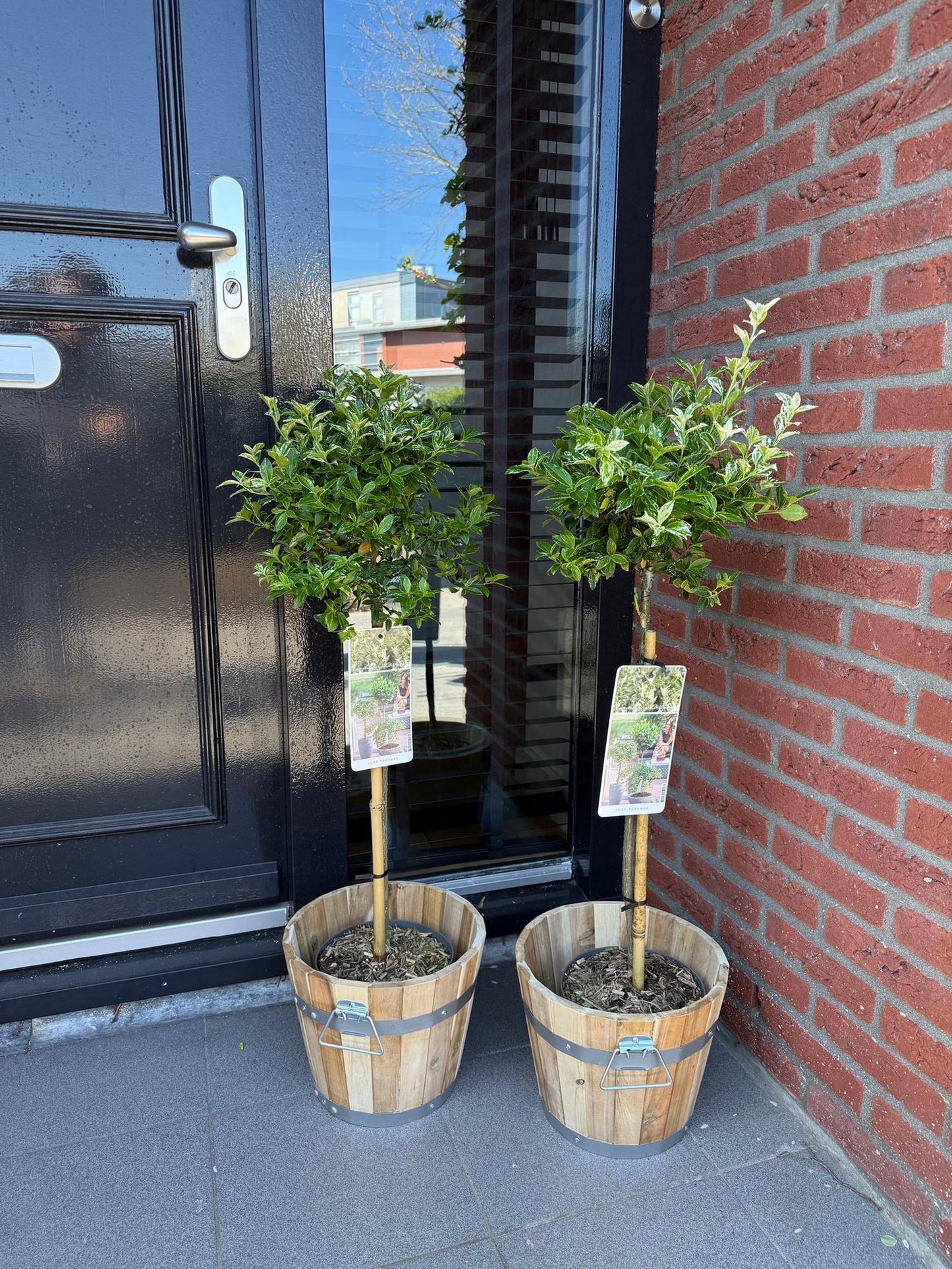 Green boutiQ - Tuinplant - Euonymus fortunei Harlequin - Plant op stam - Terras Plant - Bladhoudend - Weinig Onderhoud - Pot 19cm Hoogte 90cm